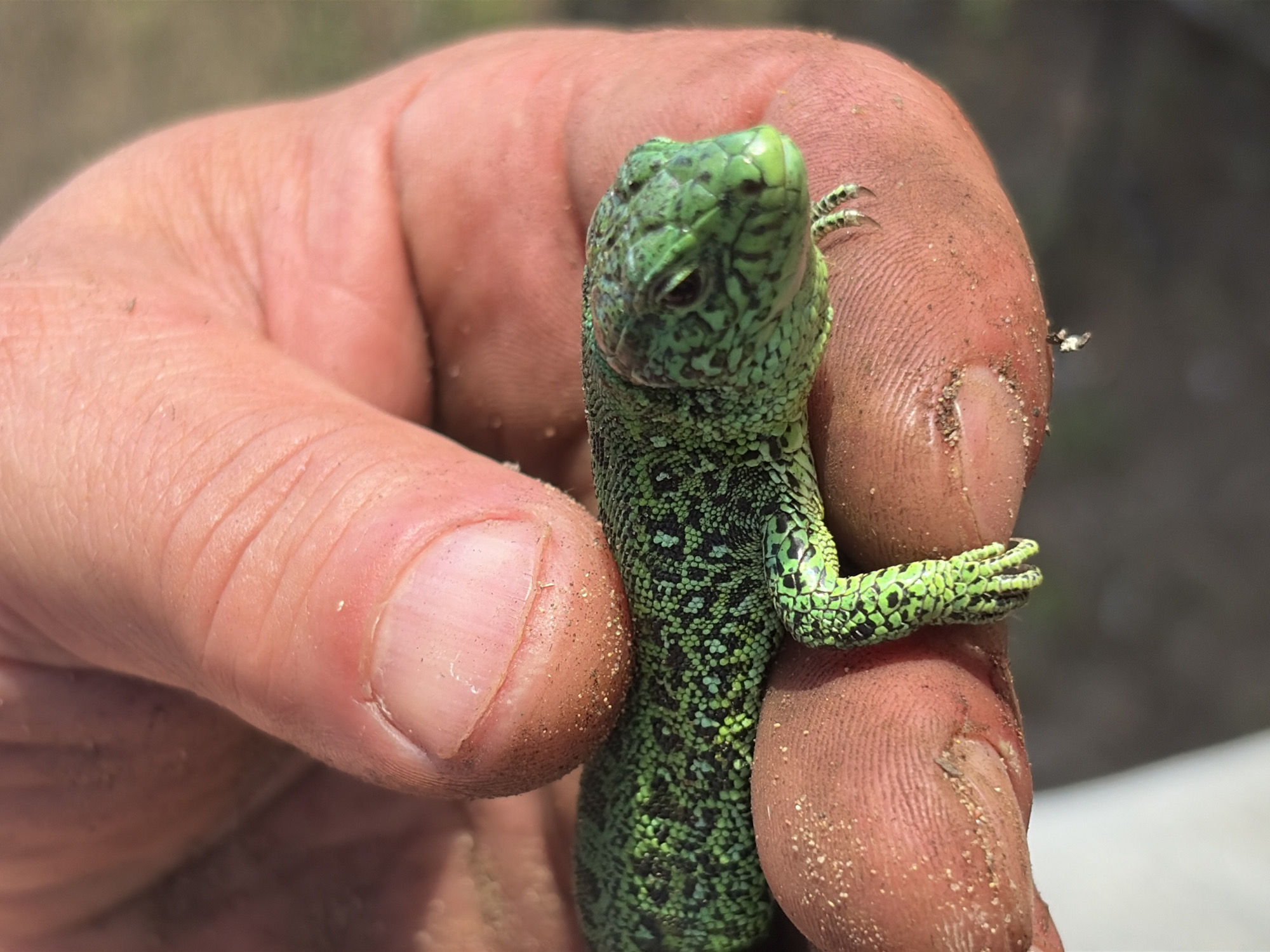 A green lizard is being held in a person's hand. The lizard is primarily green with black markings and small claws. The person's hand is covered in dirt. The background is blurry, but appears to be outdoors. Location: Zabegaevo, Russia.