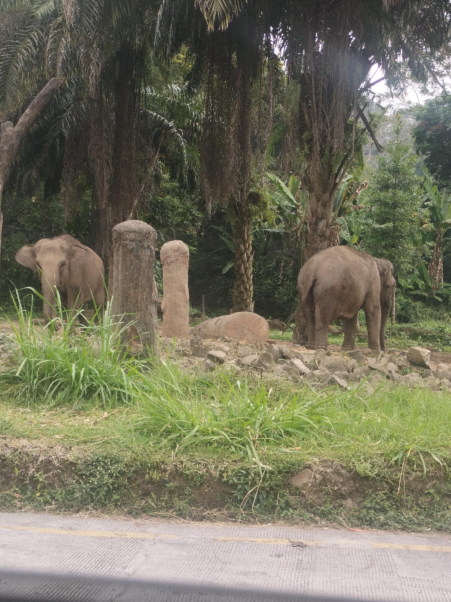 The image depicts a group of elephants in an outdoor environment that appears to be a zoo or wildlife sanctuary. The scene is lush and green, with tall trees and dense foliage, suggesting a tropical or subtropical climate. The elephants are the central subjects, with one elephant visible from the side in the left portion of the image, facing left. Another elephant is seen from behind, facing away from the viewer, in the right portion of the image, with a smaller elephant positioned behind and slightly to its right.
The terrain is uneven, with rocks and grassy patches. Two large, roughly hewn stone pillars or logs stand in the middle ground. A large, rounded rock is also present to the left of the pillars. The background is filled with various trees and vegetation. The foreground shows a road with a yellow stripe, implying the viewer is observing the scene from a roadside vantage point.
Based on the provided context, this scene is located in the city of Cisarua, Indonesia. Cisarua is known for its cool climate due to its higher elevation and is a popular tourist destination, often featuring wildlife attractions like the Taman Safari Indonesia. The presence of elephants and the natural, somewhat contained environment aligns with the characteristics of such locations in the region.