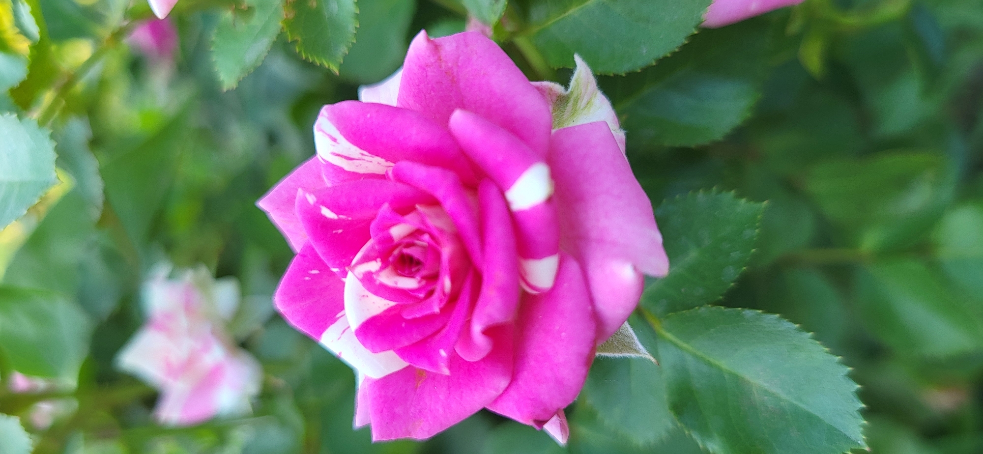 A close-up, portrait-oriented photograph shows a vibrant, striped pink and white rose in bloom. The rose is the central subject, with its petals unfurling to reveal a tightly packed center. Streaks of white are interspersed with the deep pink of the petals, creating a striking visual contrast. The background is a soft blur of green foliage, suggesting the rose is part of a garden or natural setting. The lighting appears to be natural daylight, highlighting the textures and colors of the flower. No people or specific landmarks are visible, making it impossible to determine its exact location within Taldykorgan, Kazakhstan.