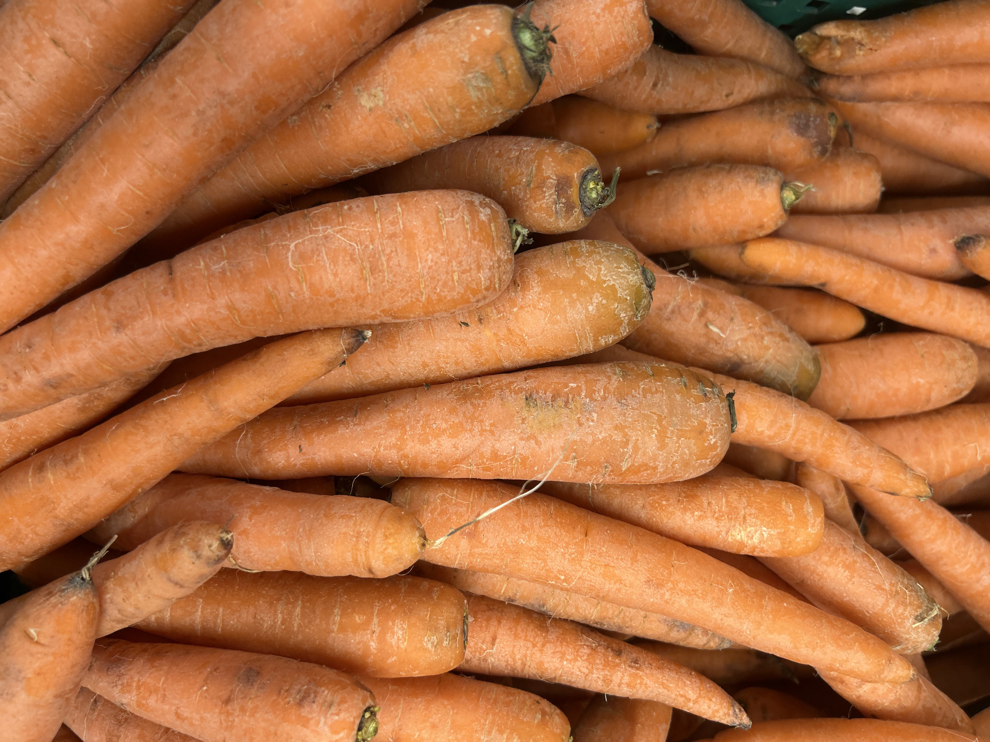 The image displays a close-up, overhead view of a large pile of fresh, unpeeled carrots. The carrots are predominantly bright orange, with some variations in hue and texture. They are densely packed together, filling the frame. The stems of some carrots are visible at the top and bottom of the image, and some have slight imperfections or dirt clinging to them, indicating they are likely from a market or farm stand. The lighting is natural and appears to be from above. There is no clear indication of the specific location within Bila Tserkva, Ukraine, as the image focuses solely on the produce.