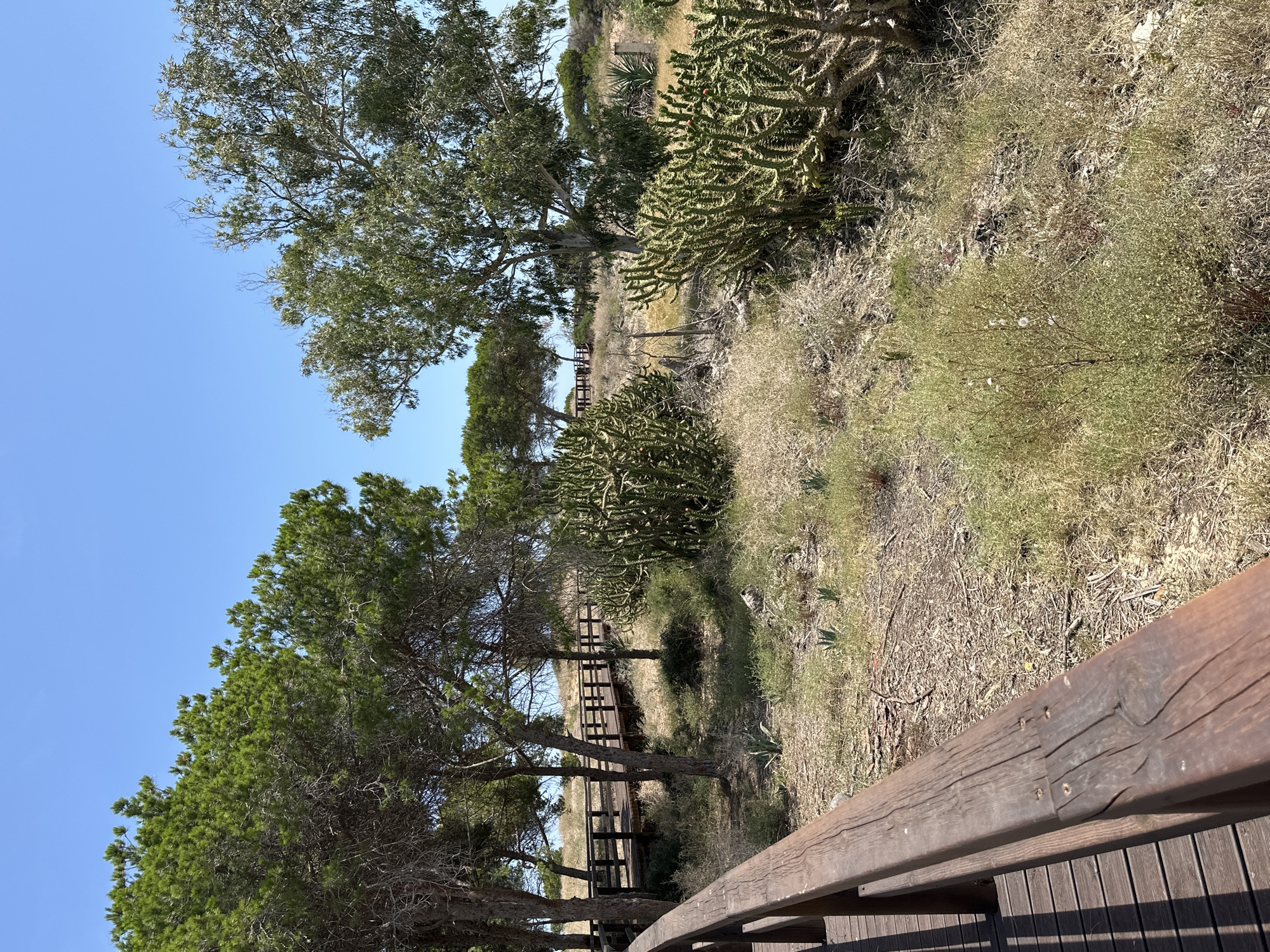 This image depicts a natural park environment, specifically consistent with the coastal dune systems of Guardamar del Segura, Spain. The upper portion of the frame is dominated by a clear, bright blue sky.
A dark brown wooden boardwalk with railings traverses the scene, originating from the lower left foreground, curving towards the right mid-ground, and extending further into the background through a cluster of coniferous trees. These trees, likely Aleppo pines (*Pinus halepensis*), exhibit dense green foliage and dark, visible trunks and branches. To the right of the boardwalk, a large deciduous tree with lighter green, sparser foliage and a lighter-toned trunk stands prominently.
The ground cover consists primarily of dry, yellowish-brown grass and low-lying, parched scrub, indicative of an arid or Mediterranean climate. Interspersed within this dry vegetation are several large clusters of green, segmented, spiky cactus plants, notably concentrated in the mid-ground and right foreground. Smaller green succulent plants and a bushy plant with white seed heads are also present in the undergrowth.
Bright, direct sunlight illuminates the scene, creating sharp shadows cast by the trees and the wooden railings onto the ground. No people or animals are present. In the distant background, on a slight elevation, a faint wooden structure, potentially a picnic area or part of the boardwalk system, is visible.