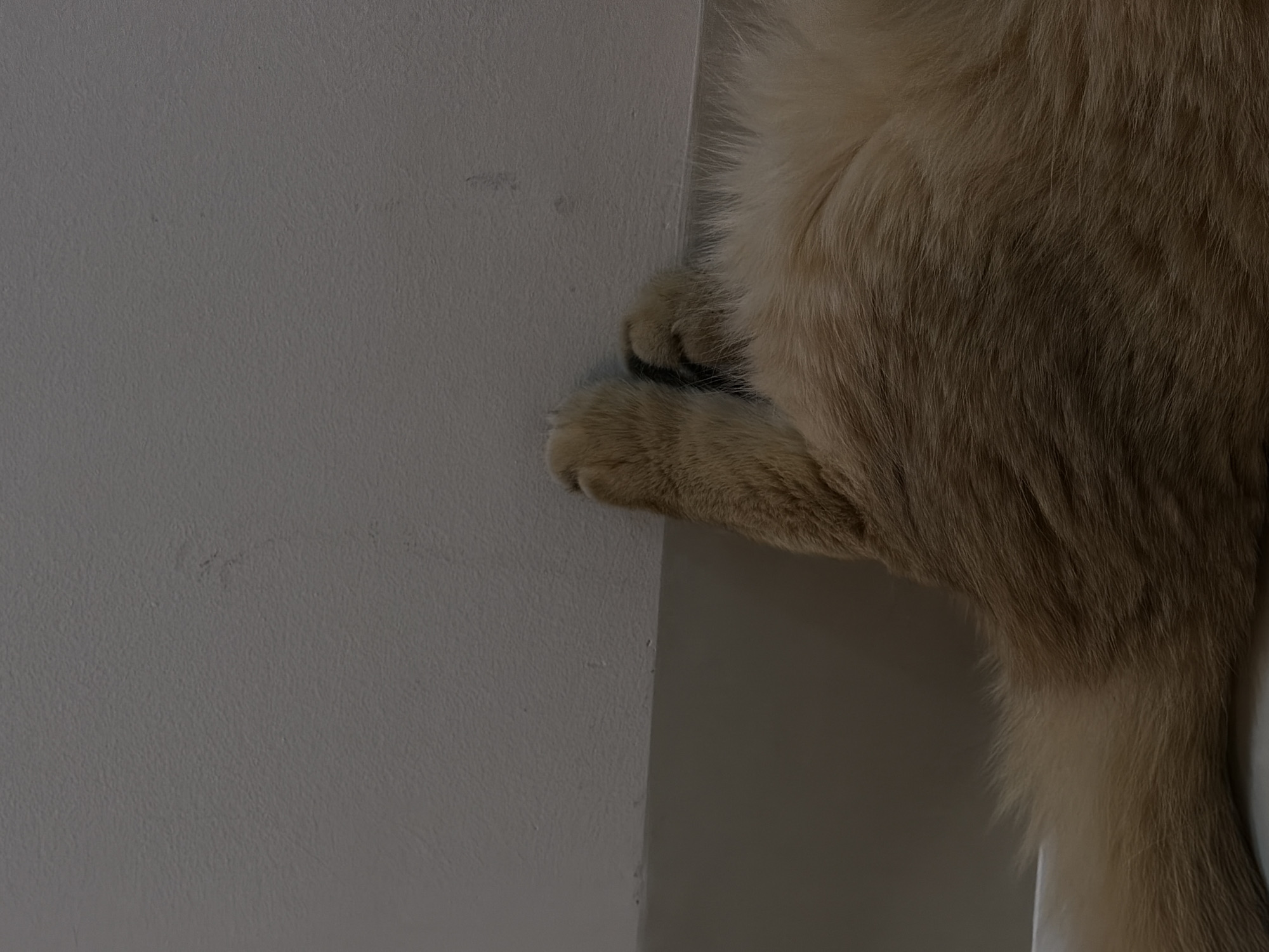 The image shows a close-up view of a fluffy, light brown cat's fur and paw. The cat appears to be lying down, with its paw resting against a light-colored wall that meets a darker surface at a right angle. The fur is long and soft, with variations in color from light tan to a deeper brown. The paw is partially visible, with visible toe beans and a hint of black markings. The wall has a slightly textured surface and some faint marks. The scene is indoor, with dim lighting. There are no discernible features of the city of Đà Nẵng, Vietnam present in the image.