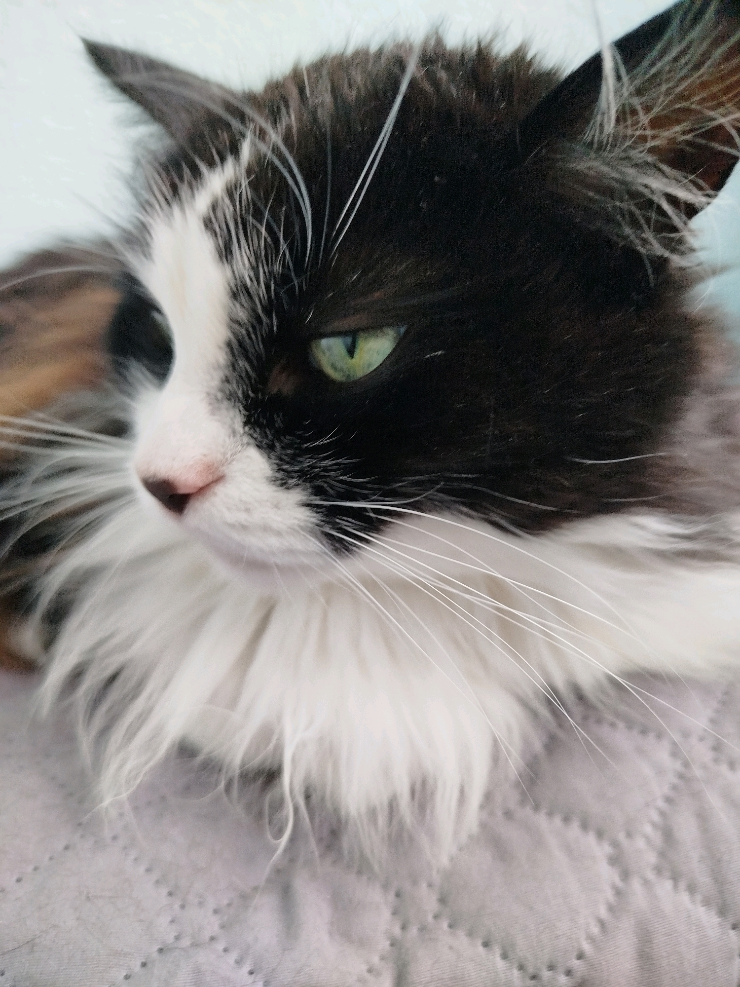 A close-up, low-angle shot shows a black and white cat with long fur looking to the left with its bright green eyes. The cat's head is mostly in focus, with its white chest fur and pink nose prominent. The background is a blurry light blue wall, and the cat is resting on a gray quilted surface.