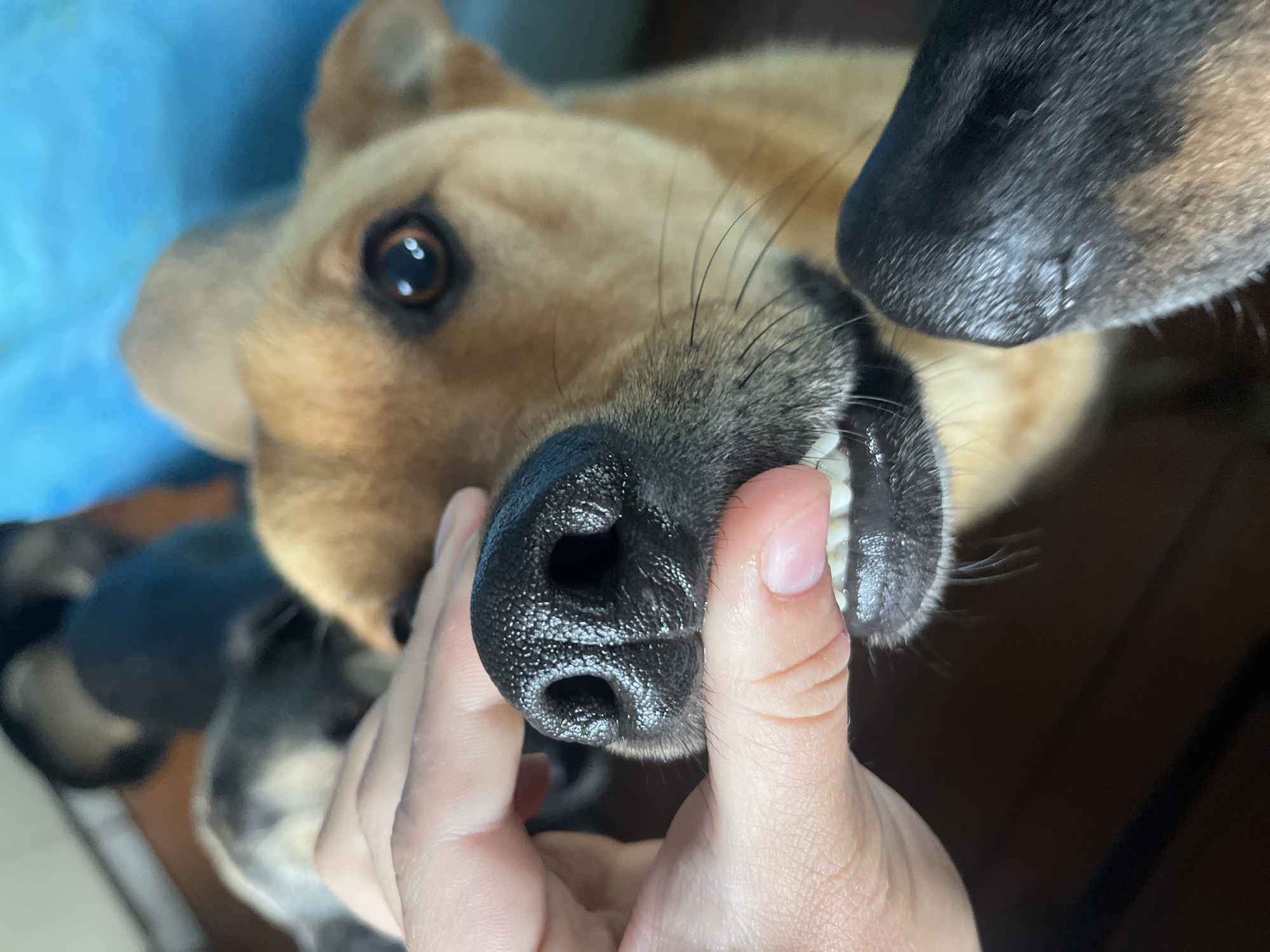 A close-up, high-angle shot captures a playful interaction involving two dogs and a human hand in what appears to be an indoor setting in Nizhny Tagil, Russia. The primary subject is a light brown (tan/caramel colored) dog, possibly a German Shepherd mix, seen lying on its back or side. Its head dominates the left and center of the frame, with one alert brown eye looking towards the viewer. A human hand, with light skin tone, gently grasps and slightly lifts the dog's black, textured snout, revealing its small, white front teeth (incisors) and some whiskers. The dog's expression seems calm and engaged, suggesting a comfortable interaction.
In the upper right corner, the black snout and some fur of a second dog, likely a German Shepherd given its dark coloration, are visible, partially overlapping the main dog's head. The background features blurred blue fabric, suggesting a blanket, cushion, or pet bed. The lighting is soft and even, indicating an indoor environment during daytime. The overall impression is one of affectionate or playful interaction between the human and the dogs. No text is visible in the image.
