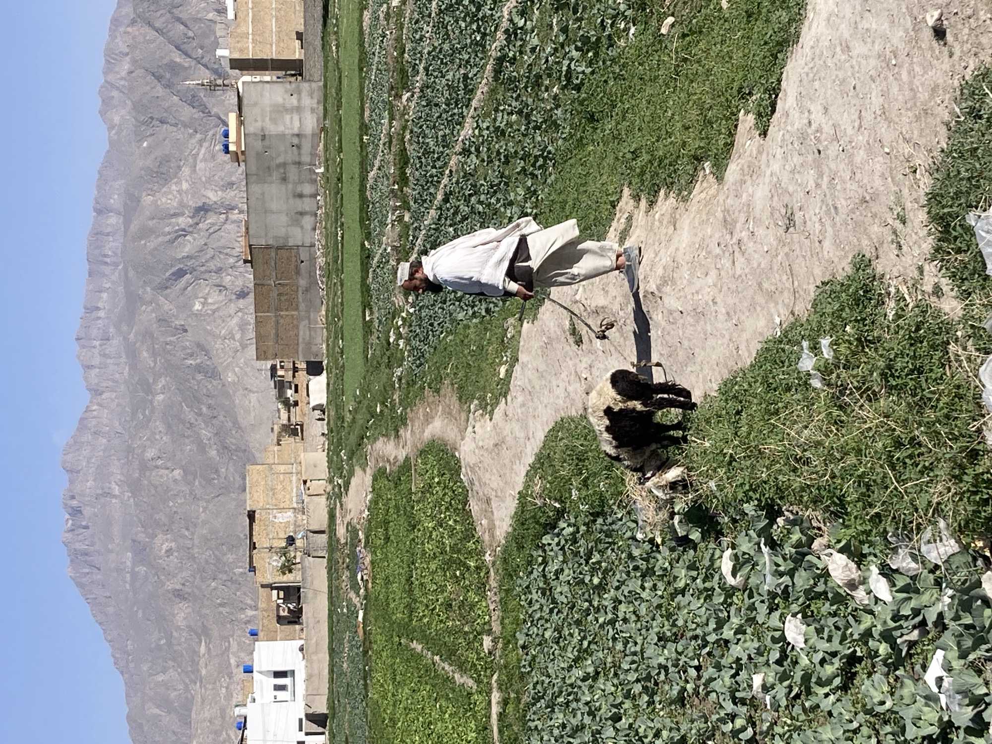 In Quetta City Tehsil, Pakistan, a man in traditional white clothing and a white cap walks along a dirt path with two sheep. The path is bordered by green vegetation, which appears to be crops of some kind. Behind the path and vegetation, there are buildings of varying construction materials, including concrete and brick. In the background, a large mountain looms under a clear blue sky. The man is holding a stick, seemingly to guide the sheep. The overall scene depicts a rural aspect of life near an urban area.