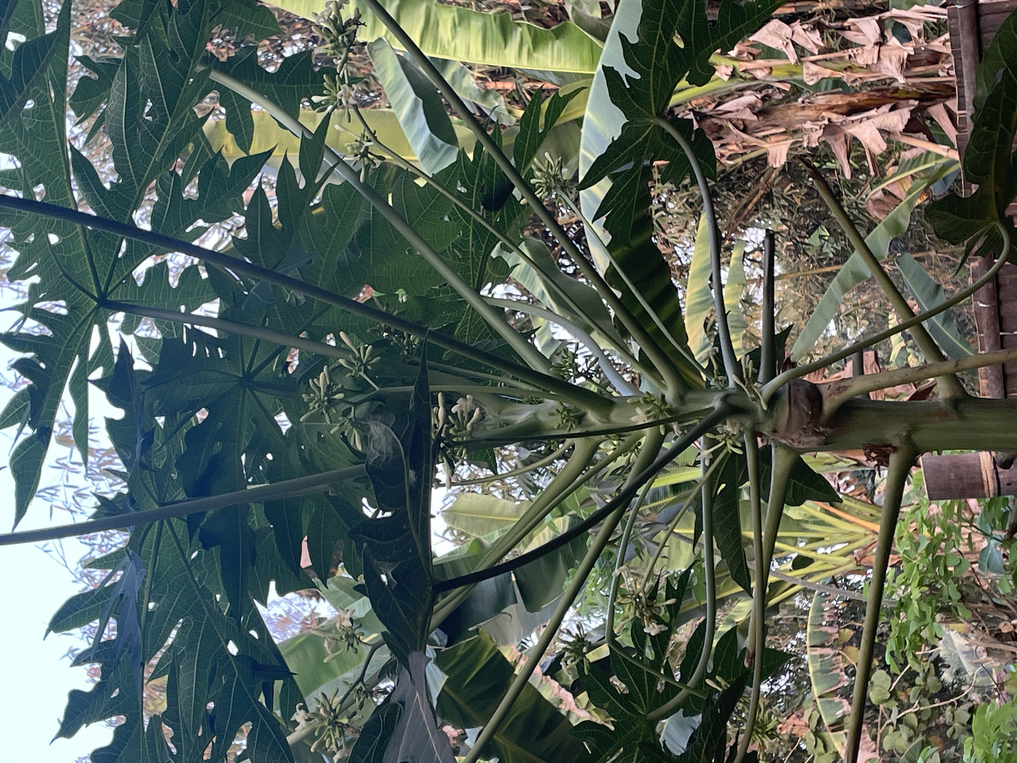 The image is a close-up, vertical, eye-level shot of a papaya tree's central stalk and branches, laden with large, dark green, palmate leaves and clusters of small, light-colored flowers. The stalk is thick and green, showing signs of growth with multiple branches extending outward. In the background, other tropical vegetation is visible, including banana trees with their characteristic large, striped leaves and dry, brown stalks. The scene appears to be outdoors in a natural setting, likely a garden or plantation. The lighting suggests it is daytime, possibly late afternoon given the soft illumination. The image does not contain any people or explicit actions. The overall impression is one of lush, tropical greenery. The location is identified as Sucenjurutengah, Indonesia.