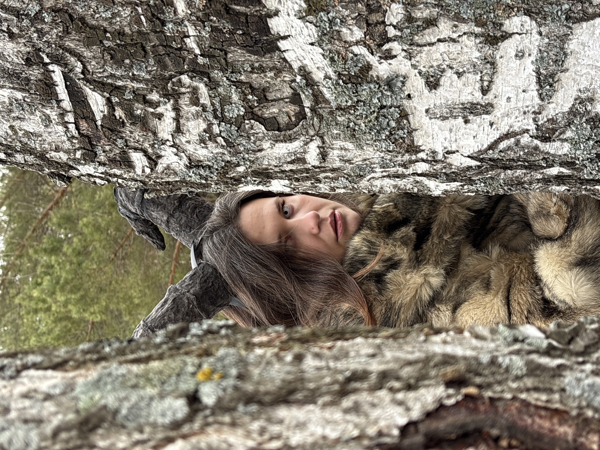 The image, taken in what is likely the city of Chaikovsky, Russia, shows a person with brown hair and wearing what appears to be a fur coat, situated between two tree trunks. The top tree trunk is a birch tree, distinguishable by its white and black bark. The person's face is visible, looking towards the camera with their eyes open. Attached to the person's head are two large, curved, dark-colored horns. The background beyond the trees is blurred, but some green foliage and tree trunks can be seen. The bottom tree trunk, in the foreground, is covered with lichen.