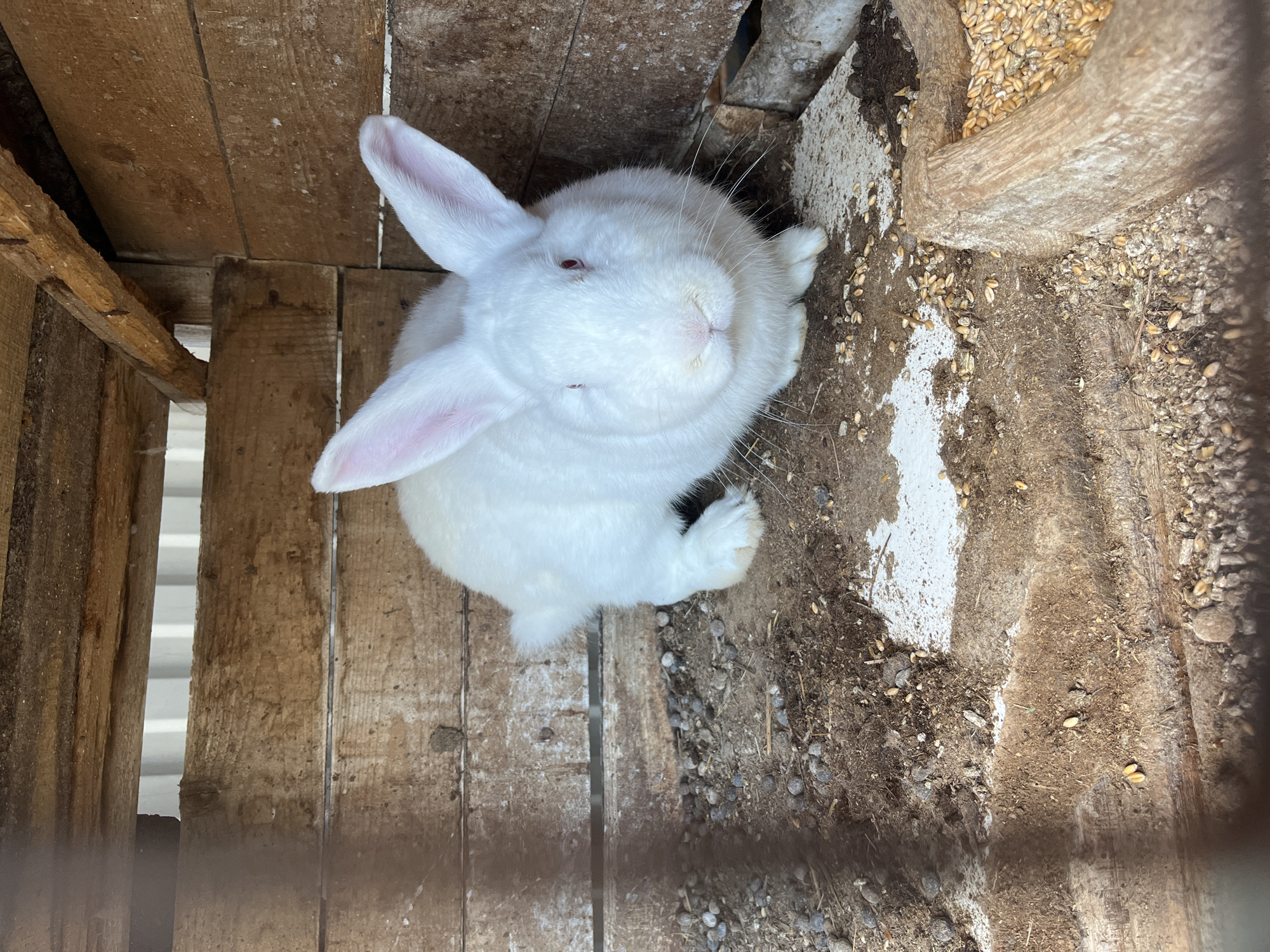 A white rabbit is in a wooden enclosure in what appears to be an outdoor setting. The location and city of Chaikovsky, Russia cannot be determined from the image. The rabbit is positioned towards the center of the frame, surrounded by wooden planks and surfaces covered with dirt, hay, and scattered seeds. The rabbit has long ears, a pink nose, and a clean, white coat. The enclosure seems to be constructed from rough-hewn wood, with gaps and uneven surfaces. The overall impression is of a simple, rustic environment.