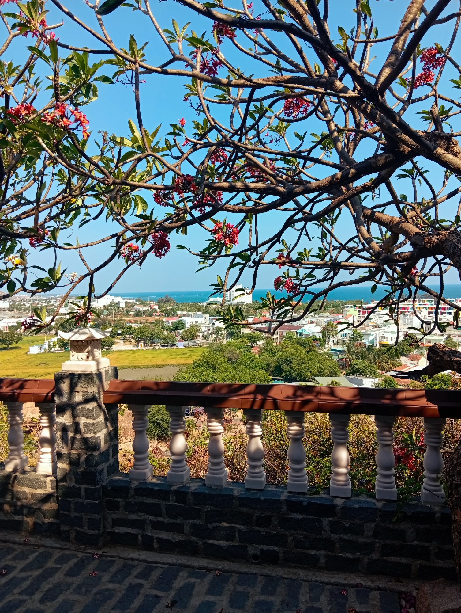 The image captures a panoramic view of a coastal city, likely Phan Rang – Tháp Chàm, Vietnam, from an elevated perspective on a bright, clear day.
In the foreground, a stone railing with a dark brown wooden top and white balusters stretches across the bottom of the frame, providing a visual barrier. A large tree, possibly a Plumeria or Frangipani, with numerous bare branches, scattered green leaves, and clusters of vibrant red and pink flowers, frames the top and sides, partially obscuring the view but adding a natural, organic element. On the left pillar of the railing, a small, ornamental stone lantern with an Asian-inspired design is visible. The stone-paved ground in the bottom left shows dappled sunlight and shadows, with a few fallen flower petals scattered about.
Beyond the railing and through the tree branches, a sprawling cityscape unfolds. Various buildings of different sizes and architectural styles are visible, interspersed with abundant green foliage. A prominent golden-green field, possibly rice paddies, occupies the mid-left portion of the midground. In the distance, the serene blue ocean meets the horizon under a clear sky, with several small boats discernible on the water.
The time of day appears to be sunny, either morning or late afternoon, indicated by the crisp shadows and bright illumination. No people or visible text are present in the image. The scene evokes a sense of tranquil beauty and offers a scenic vista of the urban landscape meeting the sea.