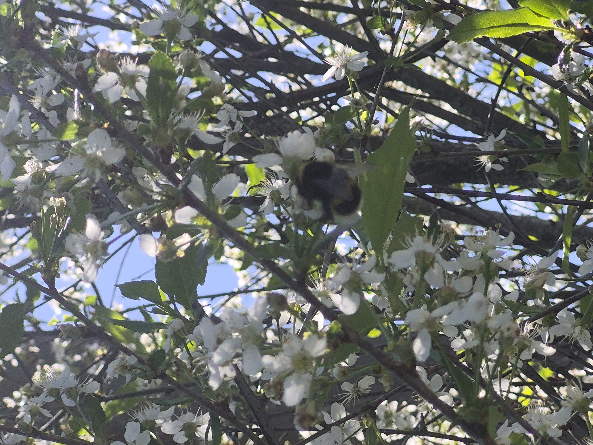 The image shows a bee on a flowering tree against a blue sky. The tree's branches are thin and dark, covered in small white flowers and some green leaves. The bee is positioned amidst the flowers. The background consists of blue sky visible through gaps in the branches. The location is not specified.