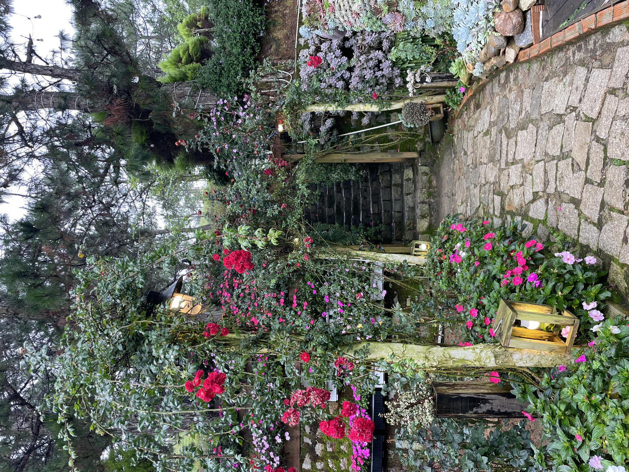 A winding cobblestone path leads through a lush garden filled with vibrant pink and red flowers, interspersed with greenery and stone walls. Several wooden lanterns, one of which is lit, are placed along the path. A stone staircase, partially overgrown with moss, ascends to the right, framed by flowering vines. Tall trees, likely pine trees, create a canopy overhead, with some strings of lights visible amongst the branches. The overall atmosphere suggests a serene and charming outdoor space, possibly a garden cafe or a well-maintained private residence in Lộc Quý, Vietnam, given the context.