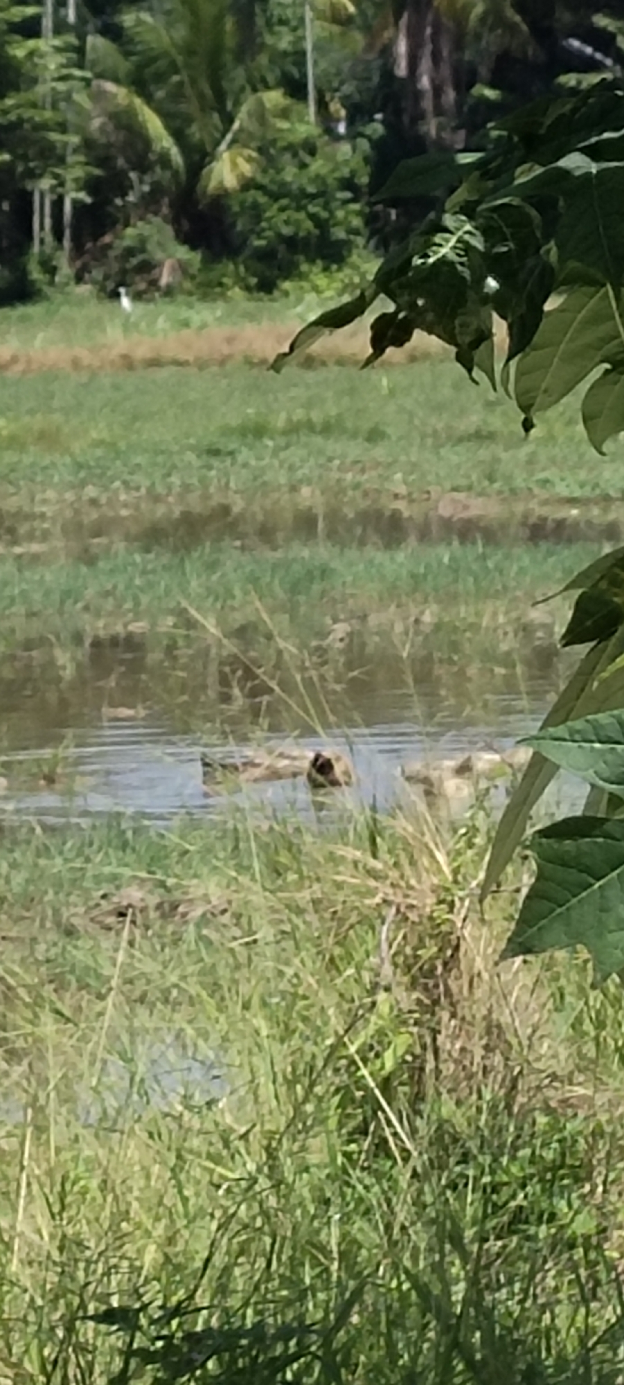 In a rural landscape near Langnibong, Indonesia, a body of water, likely a paddy field or pond, is visible. Green vegetation, including tall grasses and leafy plants, surrounds the water. In the distance, trees and foliage create a dense background. Partially submerged in the water, an unidentified dark object, possibly a piece of wood or debris, is present. The water is calm and reflects the surrounding greenery. The scene suggests a natural or agricultural setting.