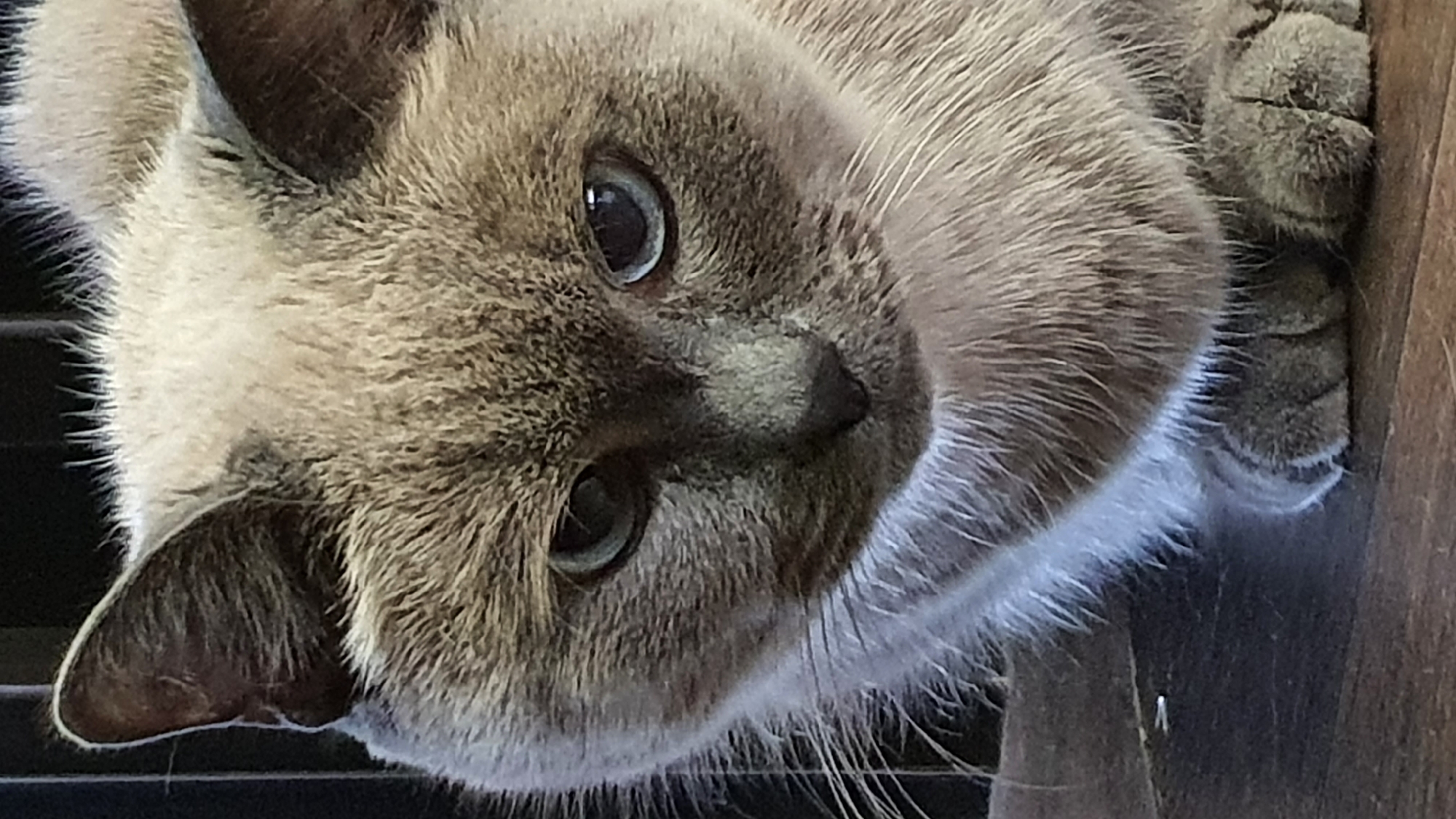 A close-up, vertical shot shows a Siamese cat's face and paws. The cat has light brown fur with darker brown points on its ears and face, and blue eyes. Its paws are tucked beneath its chest, and its whiskers are prominent. The background is dark and out of focus, but appears to be indoors, possibly near a fence or grate. The scene is static and does not depict any activity. There is no information in the image to suggest it is located in Krasnoyarsk, Russia.