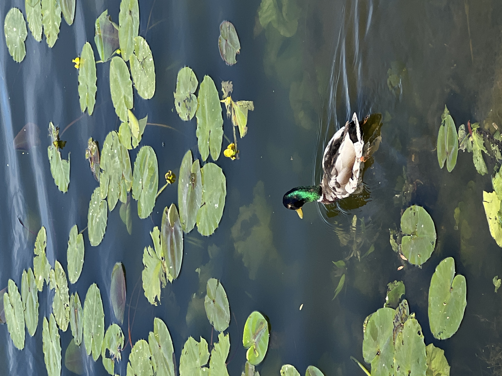 A mallard duck with a green head and brown and white plumage swims in dark water dotted with green lily pads. Some lily pads have small yellow flowers. The scene appears to be a natural body of water, likely a pond or lake, with the lighting suggesting it is daytime. The overall impression is one of natural serenity. Based on the visual evidence, it is not possible to determine the specific location within the city of Ternopil, Ukraine, or any other city.