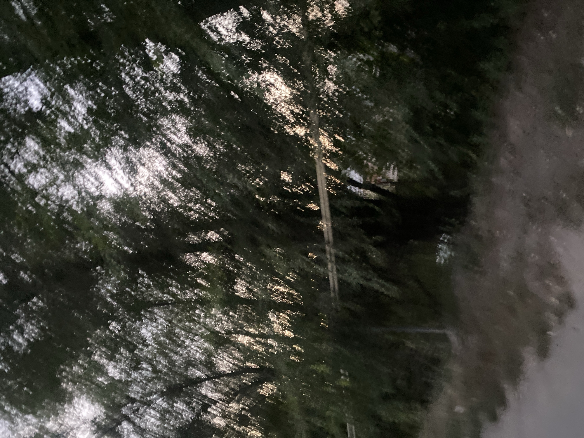 The image depicts a blurry, motion-streaked view of trees and foliage. The lighting suggests it is either dusk or dawn, with some sunlight filtering through the leaves, creating dappled patterns of light and shadow. A thin, horizontal line, possibly a wire or cable, is visible across the middle of the frame. The ground in the foreground appears to be a dirt or gravel path. The overall scene conveys a sense of movement, perhaps from a moving vehicle. Without further information or clearer details, pinpointing the exact location within Boraldai, Kazakhstan is not possible from this image alone.