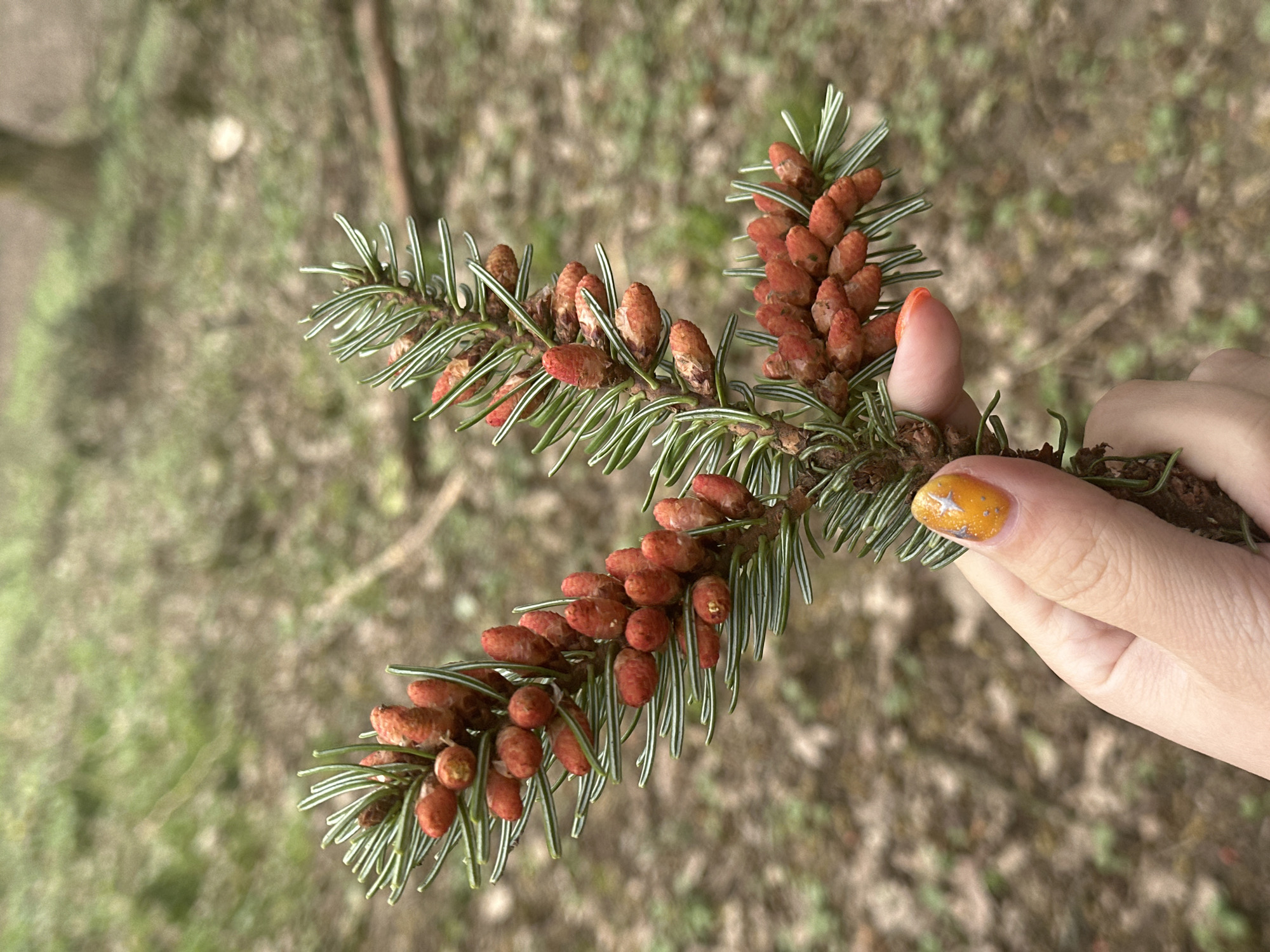 A hand is holding a branch of a fir tree, displaying numerous small, reddish-brown seed cones interspersed among the needles. The background is a blur of ground cover, likely in a park or wooded area. The location is the City of Zagreb, Croatia.