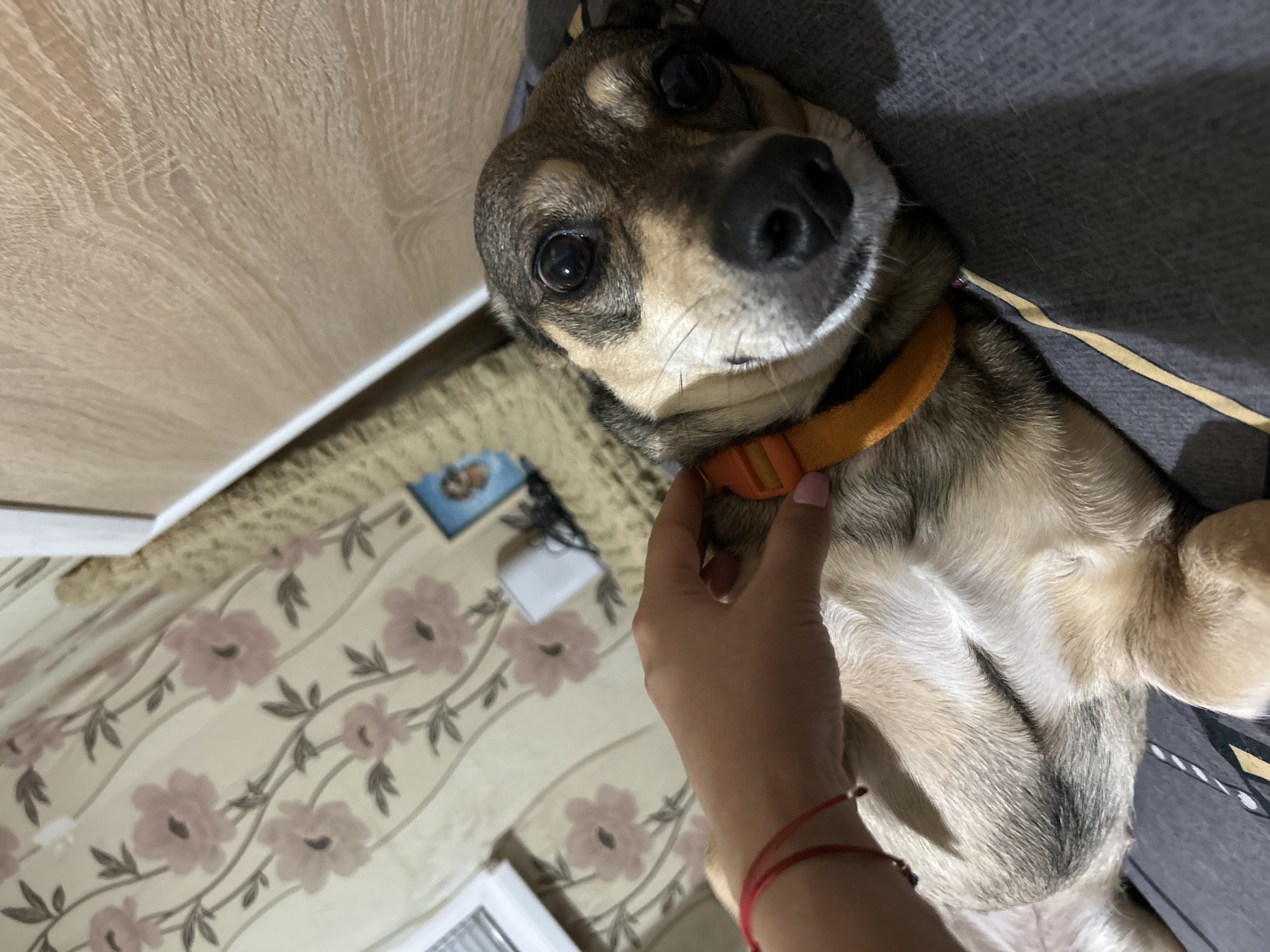 A medium-shot close-up shows a small, tan and brown dog lying on its back on a grey surface. The dog's head is slightly tilted, and its eyes are wide open, looking directly at the camera. An orange collar is visible around the dog's neck. A human hand with pink fingernails is gently touching the dog's head, near its collar. A red string bracelet is worn on the wrist of the hand. In the background, a wall with floral wallpaper is visible, along with a piece of wooden furniture and a small white object. The lighting suggests an indoor environment, possibly a bedroom.