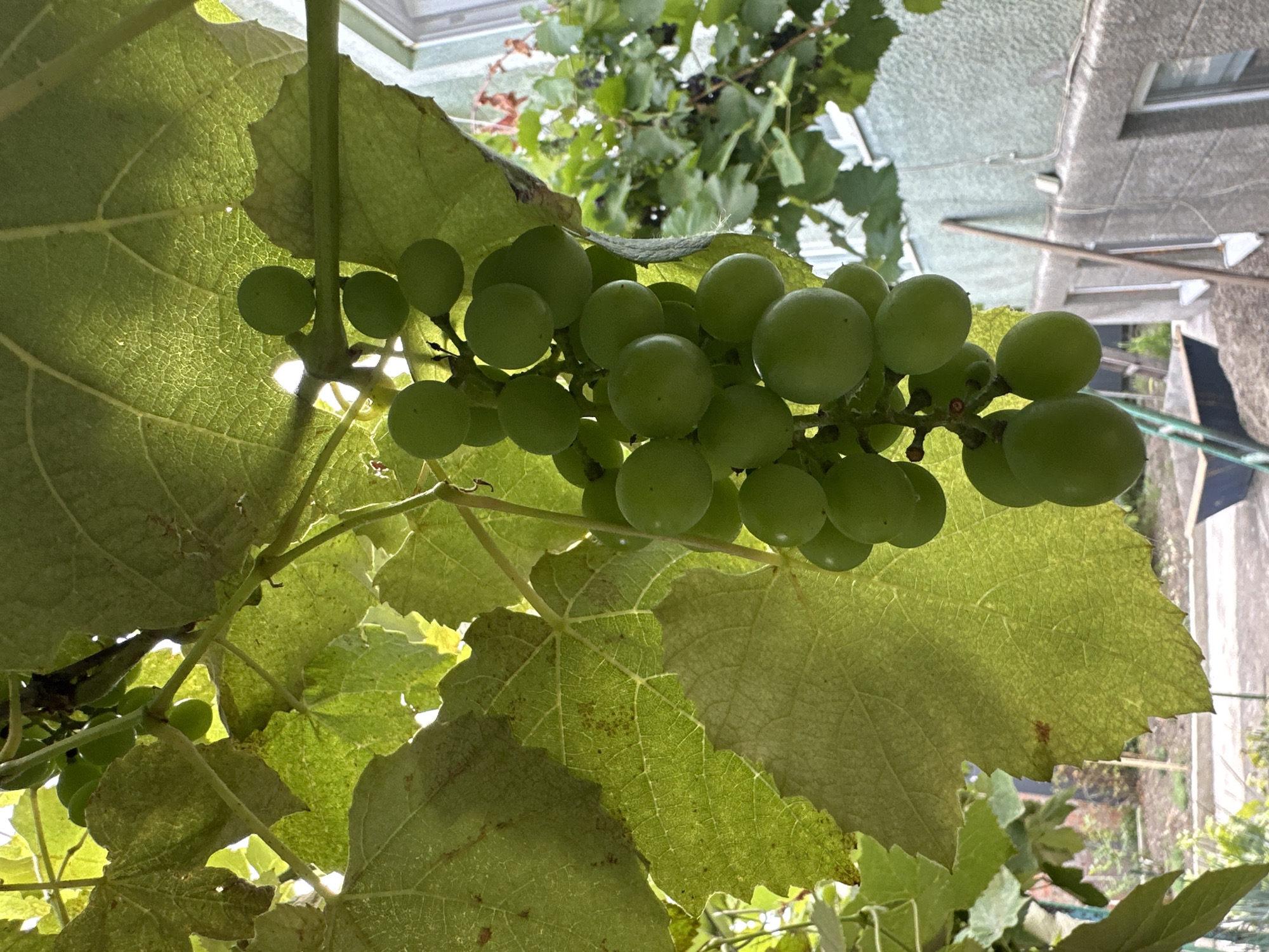 An outdoor, ground-level, eye-level shot features a bunch of unripe green grapes hanging from a vine, illuminated by bright sunlight filtering through large, veined green leaves. The grapes are round and clustered closely together. In the background, a light green building with windows is visible, along with another vine with darker, more mature grapes. The scene appears to be in a residential area, possibly a backyard or garden. The image was taken in Yessentuki, Russia.