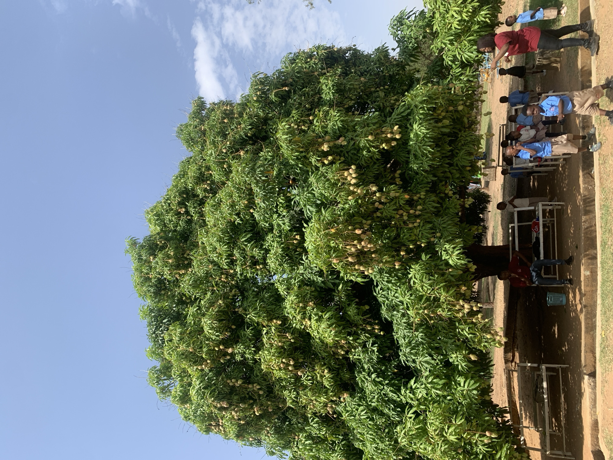 The image depicts a large mango tree laden with fruit, standing next to a group of children in what appears to be a schoolyard in Jos, Nigeria. The sky is blue with some clouds. A group of children wearing blue shirts and khaki shorts are sitting on benches. One adult in a red shirt is standing next to the tree. A second adult in the red shirt is interacting with the fruit. The ground is dirt. The image is taken at an angle.