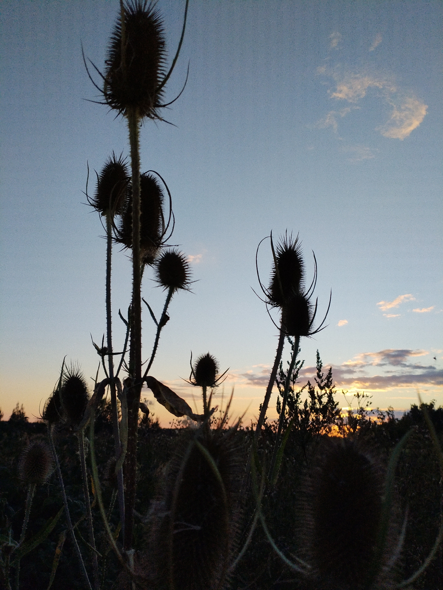 The photograph, taken in Bialynichy, Belarus, captures a silhouetted field of thistles against a twilight sky. The sky displays a gradient of soft blues at the top, transitioning to warmer hues of orange and yellow near the horizon, where scattered clouds are illuminated. The foreground is dominated by the dark, spiky forms of thistle plants, with their characteristic seed heads and thorny stems clearly visible. Some of these plants are tall and slender, while others are shorter and more robust. The overall impression is one of a rural landscape at dusk, with the natural elements of the field rendered in stark silhouette against the fading light. There are no people or animals visible in the image.