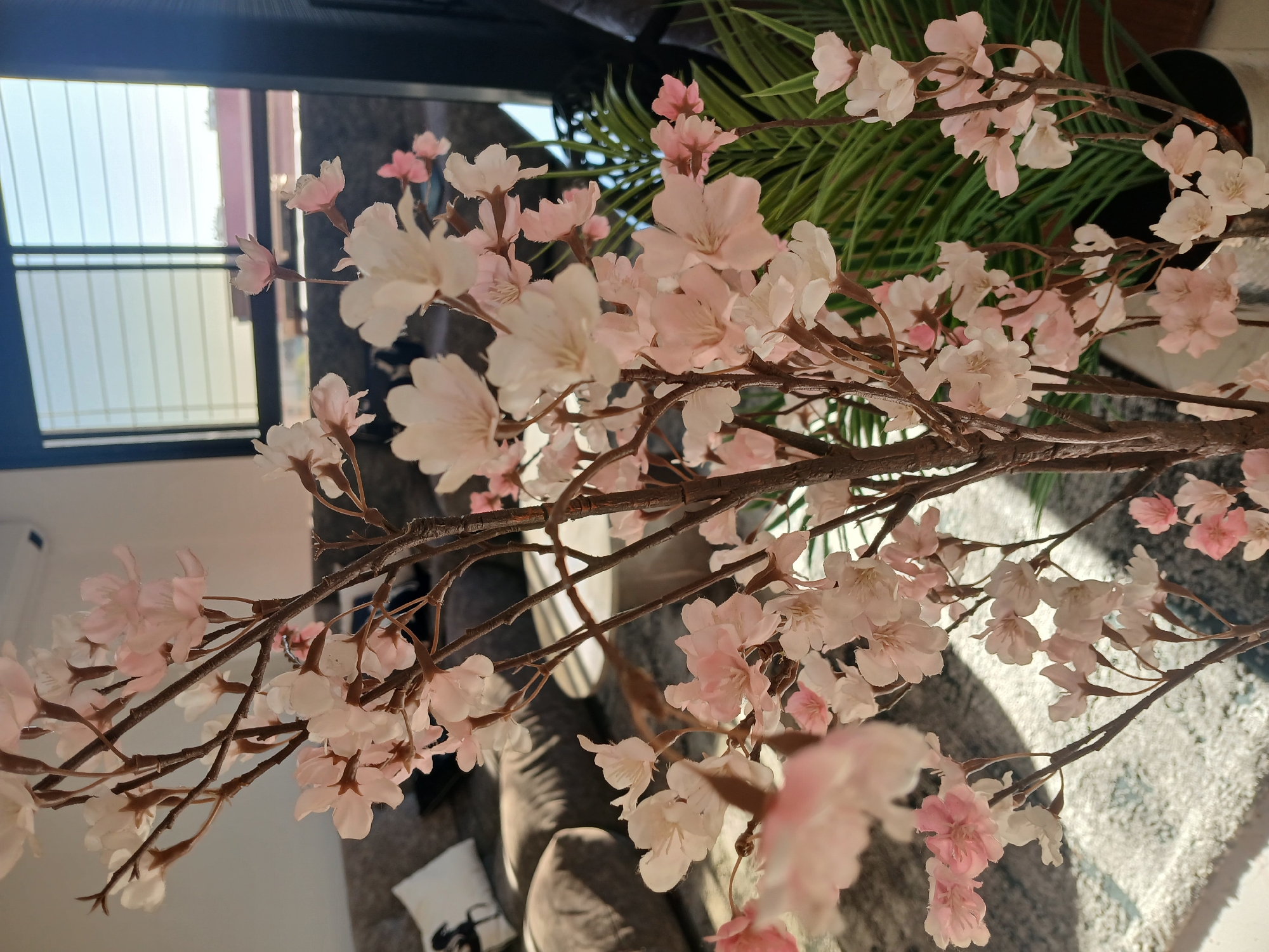 The image captures a close-up view of a flowering branch with pink and white blossoms. The branches are brown and positioned diagonally across the frame, with the flowers in varying stages of bloom. The background is slightly out of focus, but reveals a modern interior with a window letting in sunlight, and a glimpse of a sofa. Another plant is visible behind the flowering branch, adding a touch of greenery to the scene. The overall setting appears to be a well-lit living space.