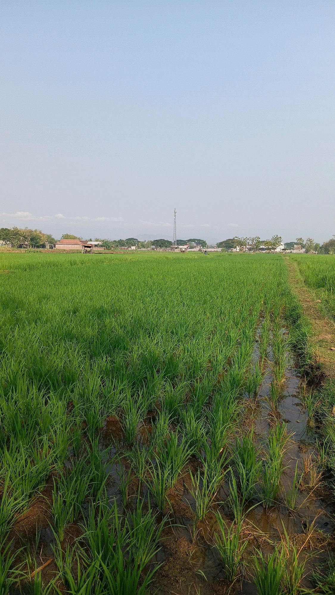 The image depicts a vast, verdant rice paddy field under a clear, pale blue sky. The field, likely located in Geger, Indonesia, is meticulously cultivated with young rice plants arranged in neat rows, partially submerged in water. A narrow, dirt path runs along the right edge of the paddy, disappearing into the distance.
In the mid-ground, a scattering of buildings with brown, sloped roofs are visible amidst a line of trees, suggesting a rural or semi-urban setting. A tall, slender communication tower stands prominently in the background, breaking the otherwise flat horizon. The overall impression is one of agricultural activity and a tranquil, natural landscape.