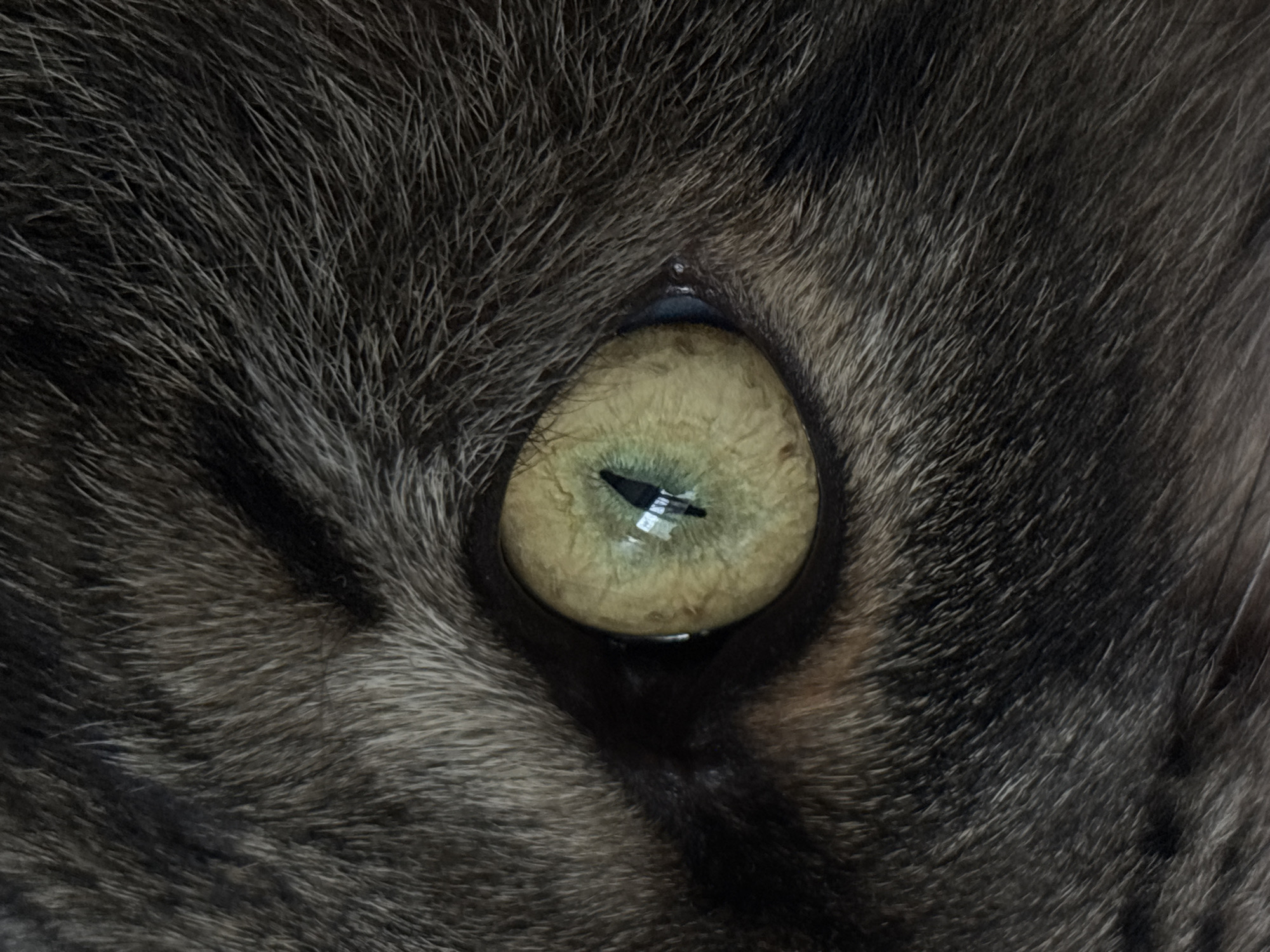 The image is a tightly cropped, high-magnification close-up of the left eye and surrounding fur of a feline subject. The eye features an iris of a variegated greenish-yellow color with subtle radial patterns. The pupil is vertically oriented and appears as a dark, constricted slit. Within the pupil, there is a distinct, dark, triangular reflection centrally located, which contains a smaller, bright rectangular reflection. A secondary, less defined bright reflection is visible towards the left edge of the pupil. The fur immediately around the eye is dense and textured, displaying a mix of dark grey, brown, and black hairs, consistent with a tabby coat pattern. Individual hairs are clearly discernible. No human subjects, external objects, or actions are depicted. The immediate environment consists solely of the subject's fur. The broader geographical location, including Sofia, Bulgaria, cannot be determined from the visual information present in the image.
