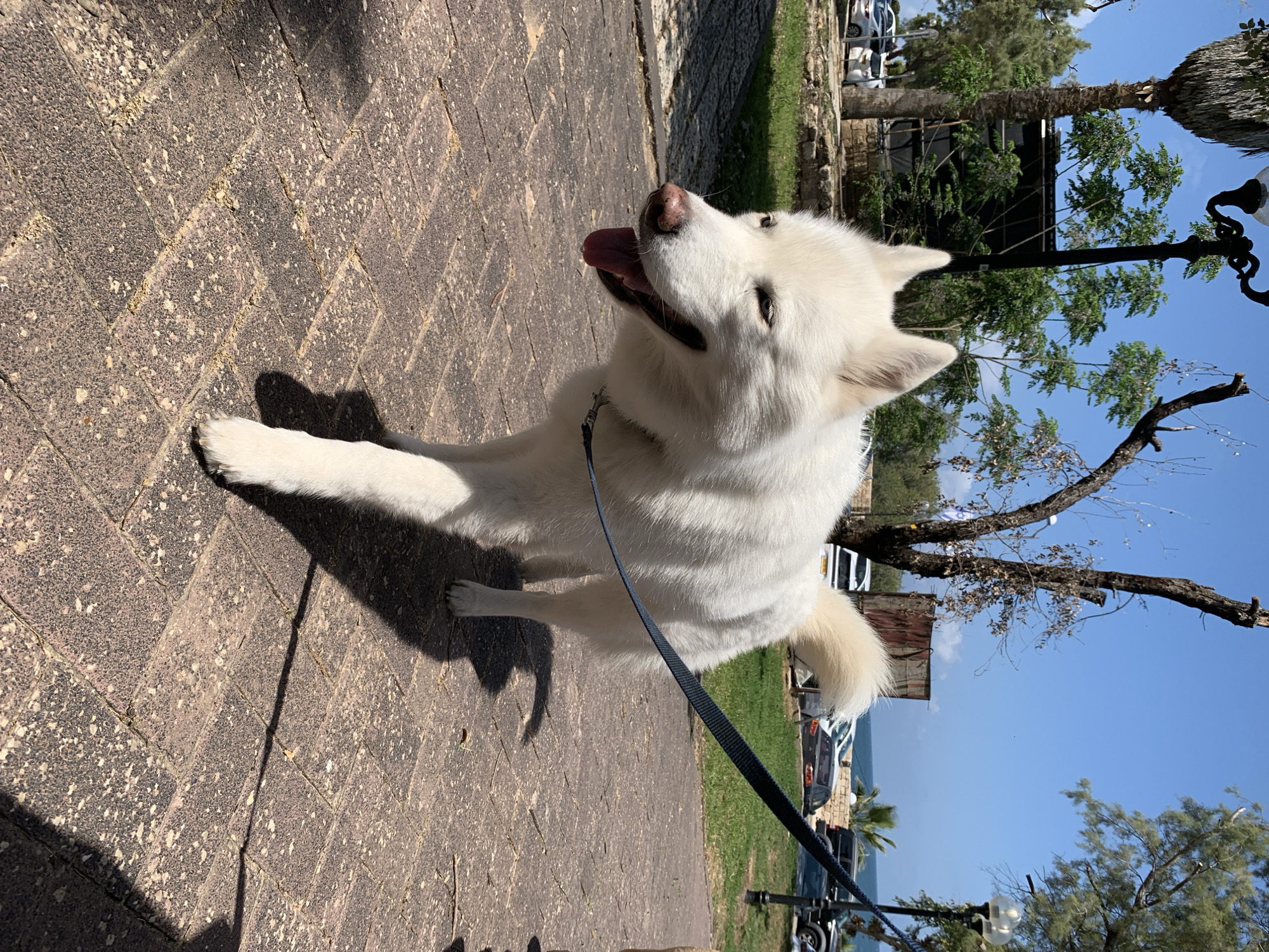 A white husky-type dog is laying down on a brick sidewalk in what appears to be a public area. The dog has a black leash and its tongue is hanging out. The location is likely Tel-Aviv, Israel, due to the style of the architecture, vehicles, and the presence of palm trees and other Mediterranean vegetation. In the background, there are parked cars, trees, a lamp post, a partial building, and a glimpse of a blue sky and possibly the sea. The photo is taken during a sunny day.