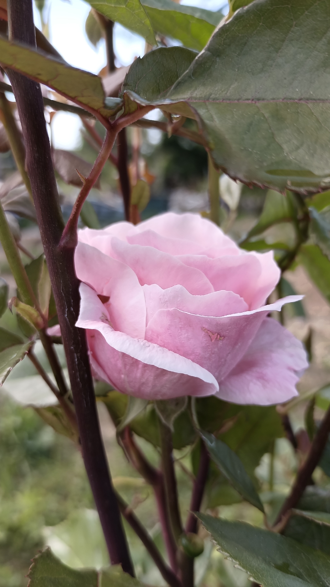 A close-up captures a pink rose in partial bloom, surrounded by dark brown stems and green leaves. The rose's petals are a soft pink with white edges. A stem runs vertically along the left side of the rose. The setting is a garden or outdoor area in Mihaylovtsi, Bulgaria.