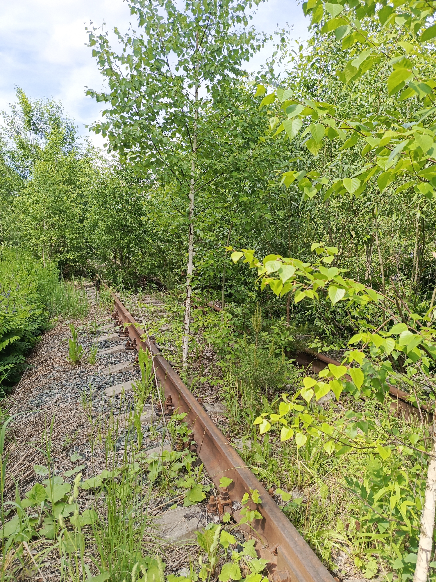 This media file captures a disused railway track in a heavily overgrown, natural setting, likely in Kemul, Russia. No people are visible. The central subject is a set of rusted railway tracks, with dark metal rails and concrete or wooden sleepers largely obscured by vegetation and ballast stones. The tracks stretch into the distance, curving gently to the right, and are almost completely consumed by dense plant life.
The scene is dominated by vibrant green foliage. Various trees and bushes, including several young birch trees with their distinctive white bark and bright green leaves, grow densely on both sides of the tracks and even between the sleepers. Tall grasses and other leafy plants sprout directly from the ballast, signifying a long period of abandonment. One notable detail is a small pine-like sapling growing near the tracks on the left side, further illustrating nature's reclamation.
The image appears to be taken during the daytime, likely on a clear or partly cloudy day, as indicated by the bright lighting and patches of blue sky visible through the tree canopy. The overall impression is one of peaceful decay, where human infrastructure has been steadily reabsorbed by the natural environment. There is no visible text in the image.