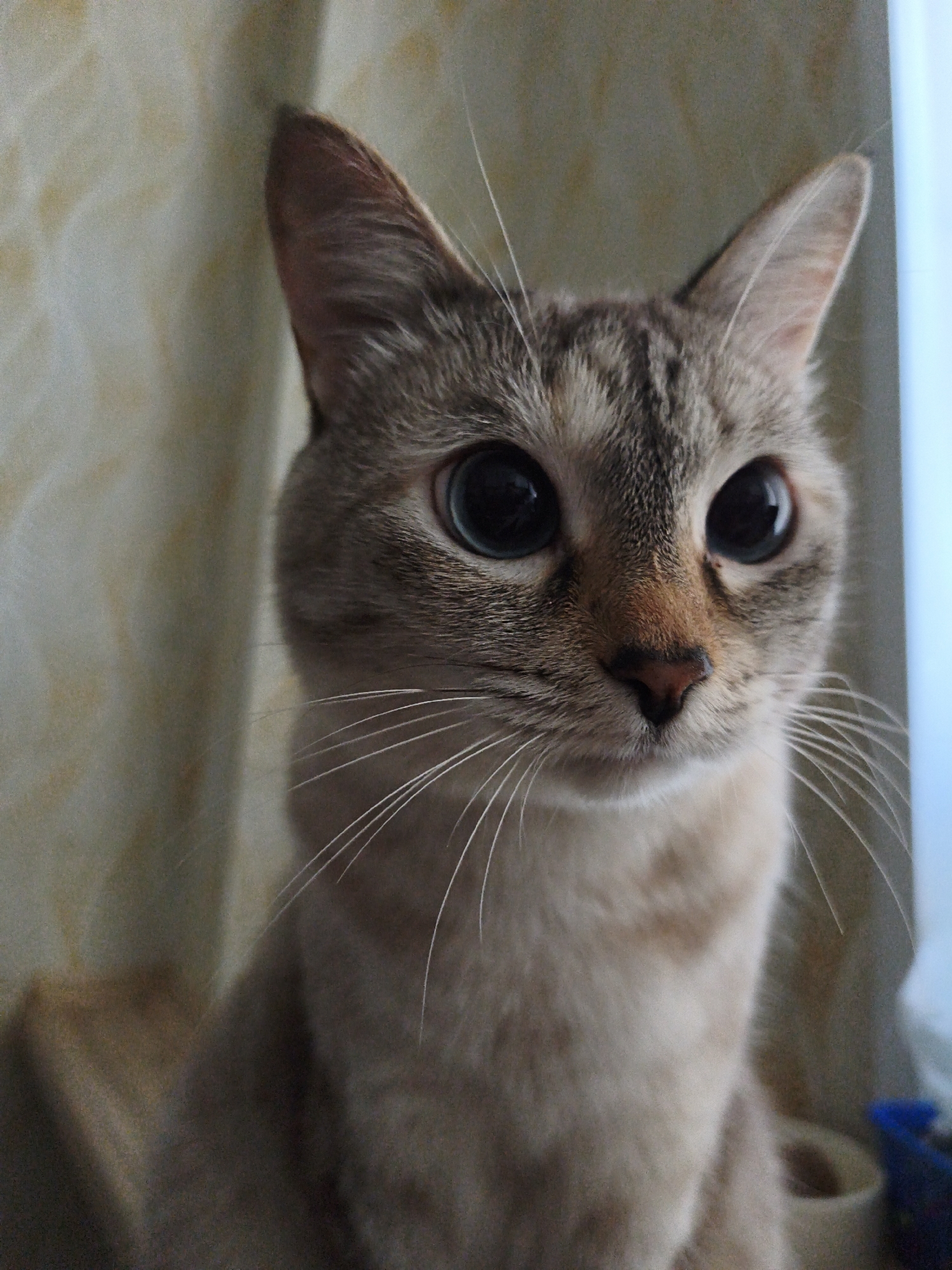 A light brown lynx point cat with blue eyes is looking at the camera. The cat's fur has tabby stripes on its head. The cat's location is unknown, and there is no information to indicate it is in Chaikovsky, Russia. The background includes a window and patterned curtains.