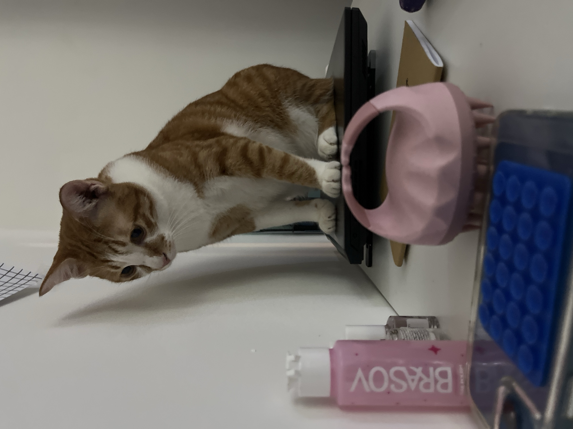 An orange and white cat is leaning over the edge of a white surface. The cat has its paws on the side of a black electronic device. A pink hairbrush, a notebook, and a container with the word "BRASOV" printed on it are on the surface as well. The background is a white wall. The location is unknown.