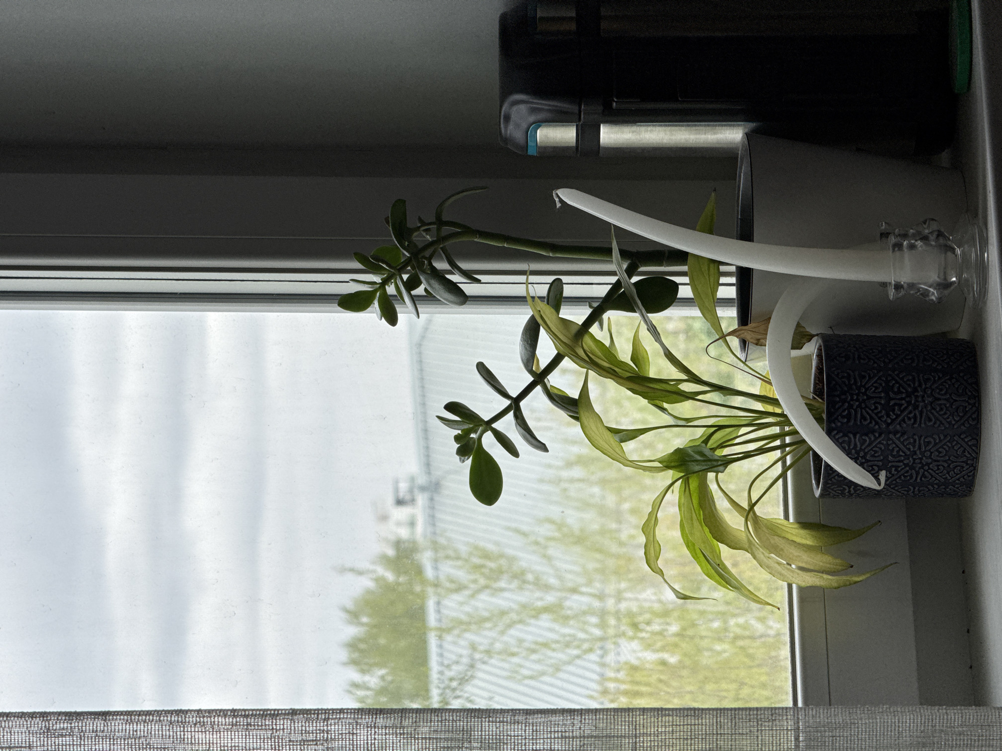 A photograph shows a window scene with two houseplants. The window looks out onto a view of a residential area with trees, buildings, and an overcast sky, hinting at spring or early summer. In the foreground, a jade plant with thick, glossy green leaves sits next to a plant with long, light green leaves. Both are planted in pots, with the one on the right appearing to be blue with a patterned design. A white, curved object that resembles a decorative horn or part of a sculpture is positioned behind the plants. The room appears to be indoors, with a window blind or shade partially visible at the bottom of the frame. A window air conditioner is attached to the top window frame. There's no indication that the location is Krasnoyarsk, Russia.