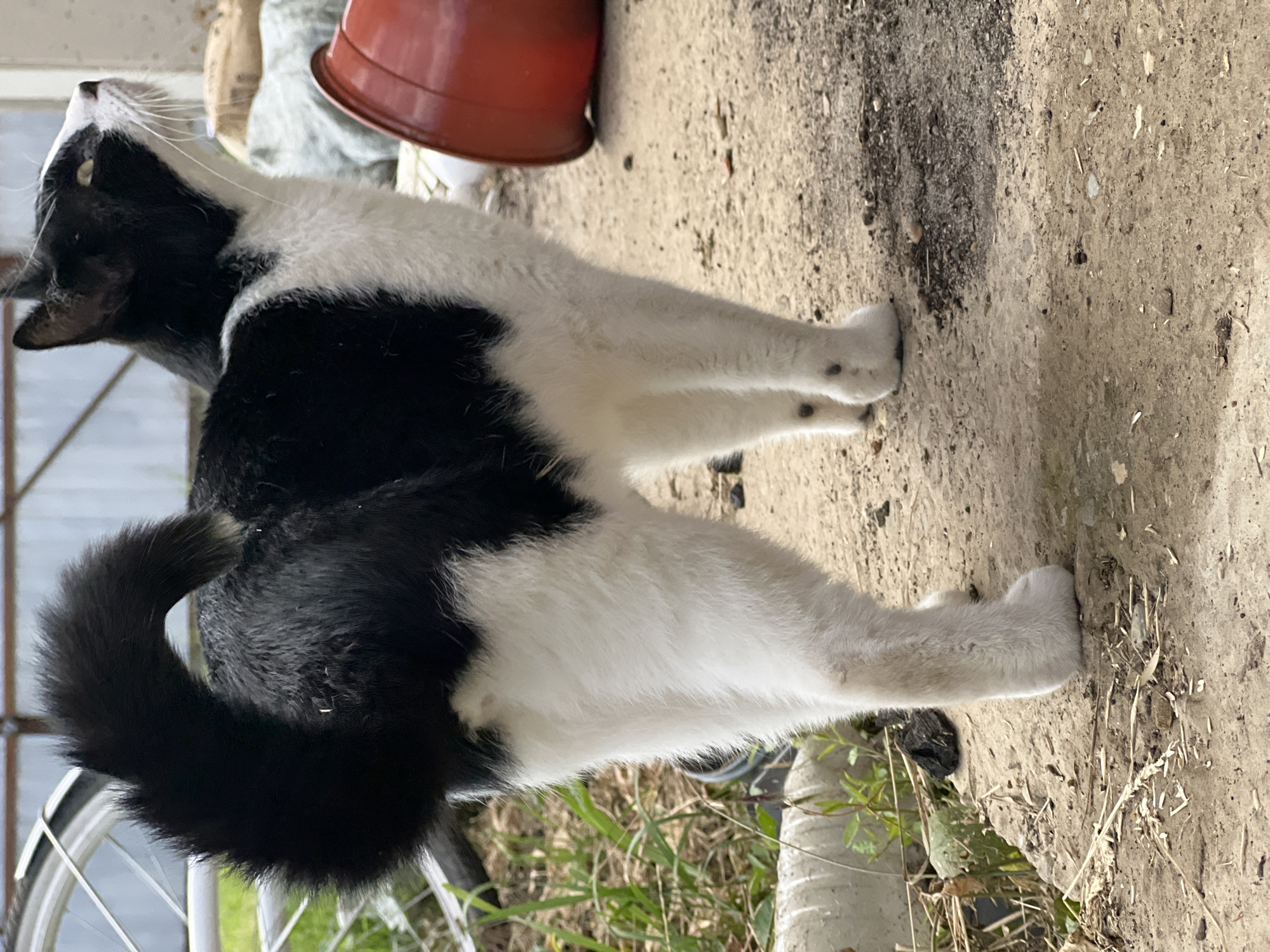A black and white cat stands on a concrete surface, looking upwards and to the right. The cat has a bushy black tail that curves over its back, and patches of black fur on its white body. Its paws are white, with some dark spots on the hind legs. In the background, to the left, a portion of a bicycle wheel is visible. To the right, a large red bucket is present. The environment appears to be outdoors, with some dry grass and debris on the ground. The lighting suggests it is daytime. The cat's stance and gaze suggest alertness or interest in something above and to its right.