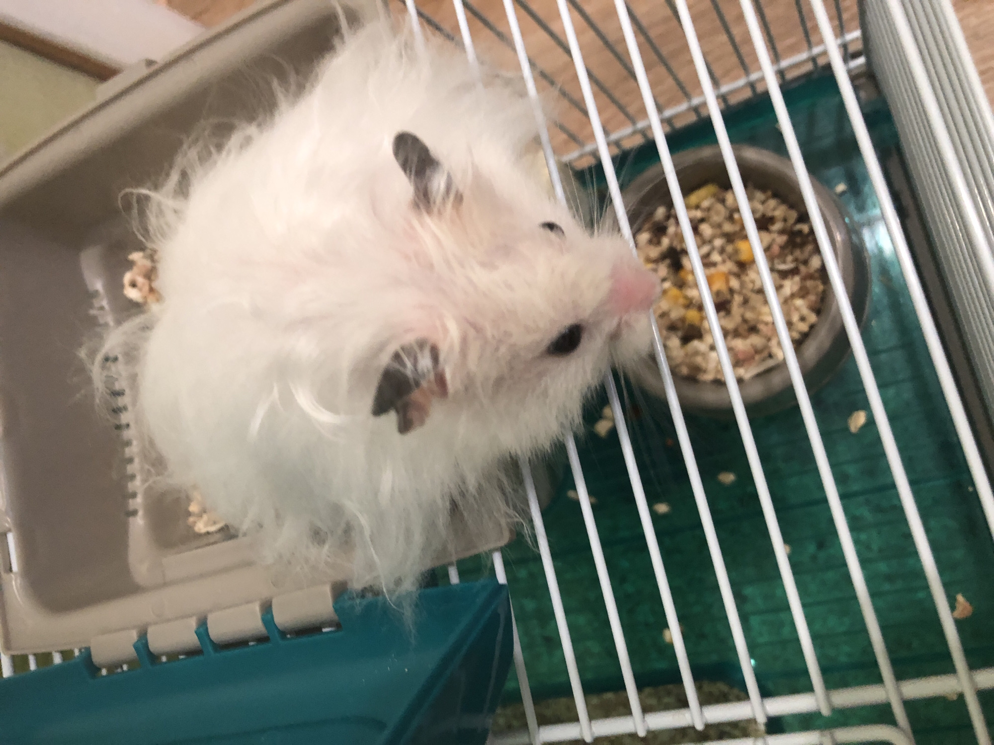An overhead shot captures a fluffy white hamster in its cage. The hamster, with its face pointed down and slightly to the right, is nestled within a plastic housing structure. Its fur appears disheveled. In front of the hamster is a small, gray food bowl filled with hamster pellets. The cage has white bars and a green base mat. The scene is indoors. The image is not geolocated and no information about Solikamsk, Russia can be inferred.
