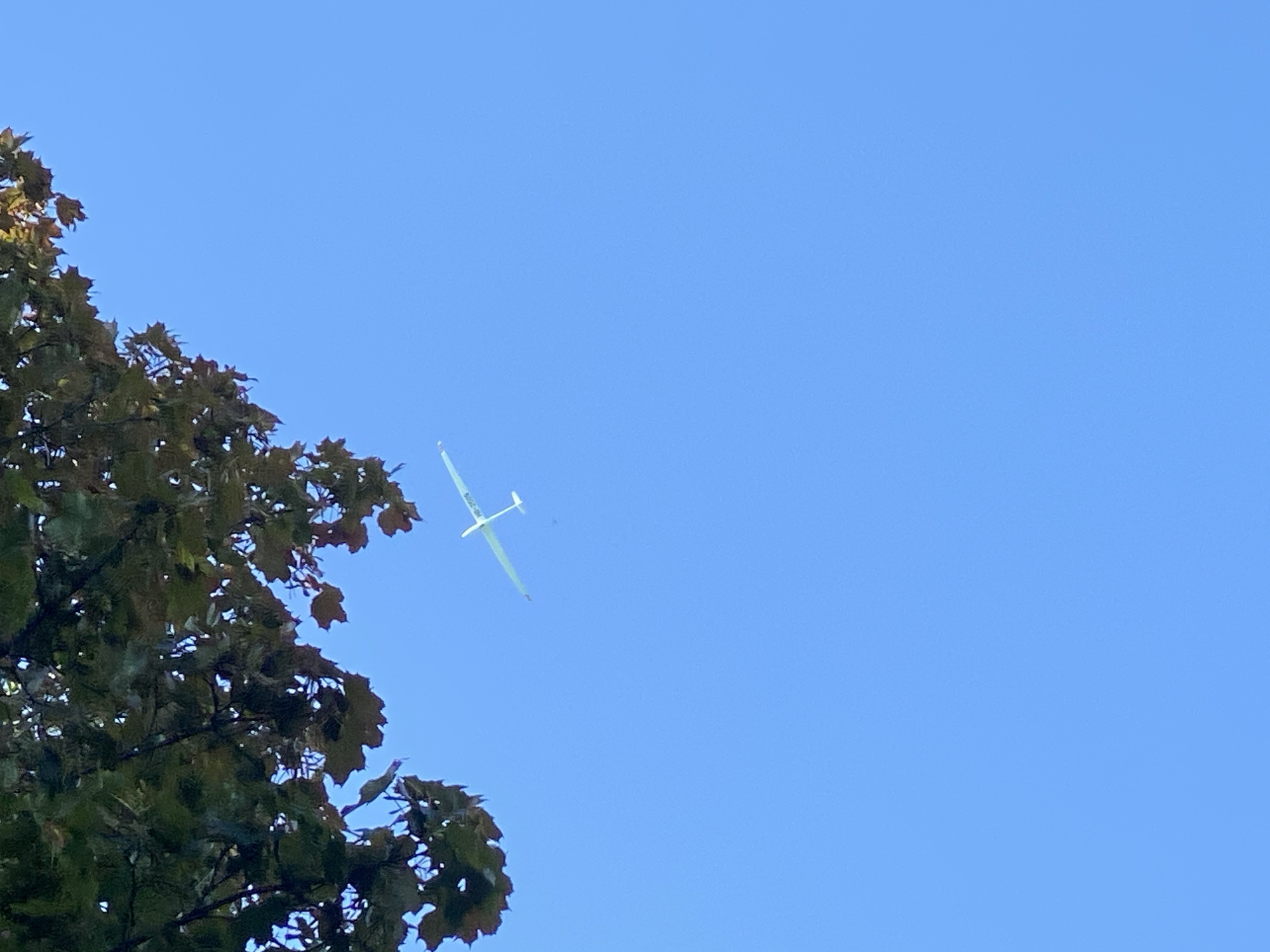 A white remote-controlled glider aircraft is captured mid-flight against a clear blue sky. The glider has a long, slender fuselage and two wings that extend horizontally, with a small tail fin at the rear. A portion of a tree with green and brown leaves is visible in the upper left corner of the frame, partially obscuring the sky. The image was taken in Cortaillod, Switzerland.