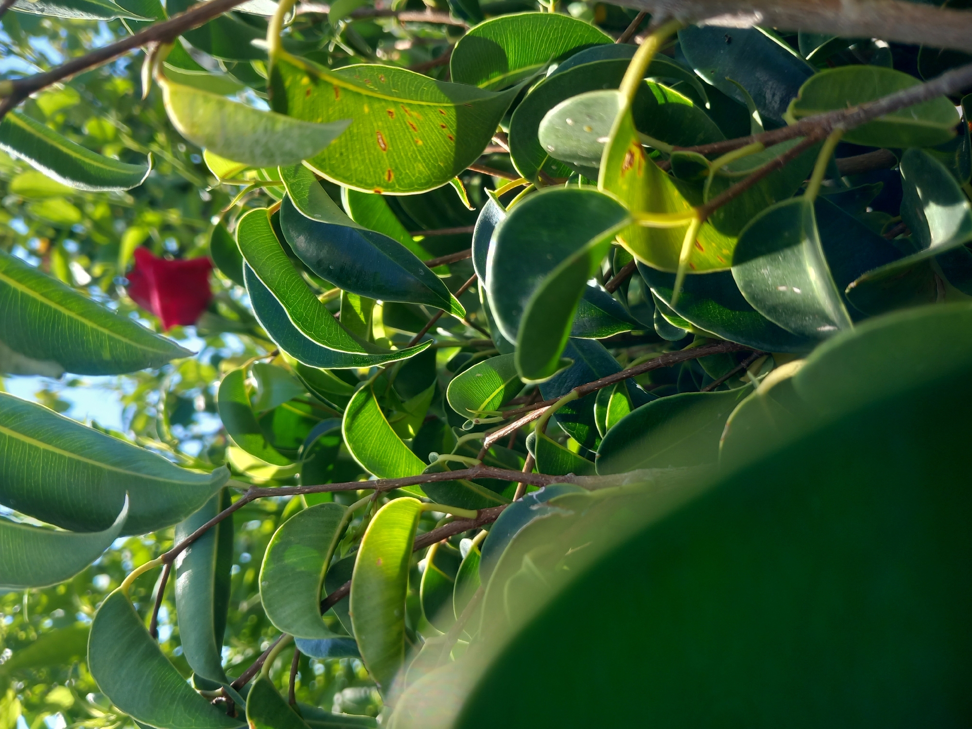 A close-up shot focuses on the lush green foliage of a plant, with some leaves exhibiting reddish-brown speckling. The leaves are glossy and appear to be in good health, catching the sunlight and creating areas of bright illumination. In the background, a blurry red flower is visible, adding a splash of color to the predominantly green scene. The overall environment suggests an outdoor setting, likely a garden or park, within the city of Άγιος Νεκτάριος, Greece, bathed in natural daylight. There are no people or animals present in the frame.