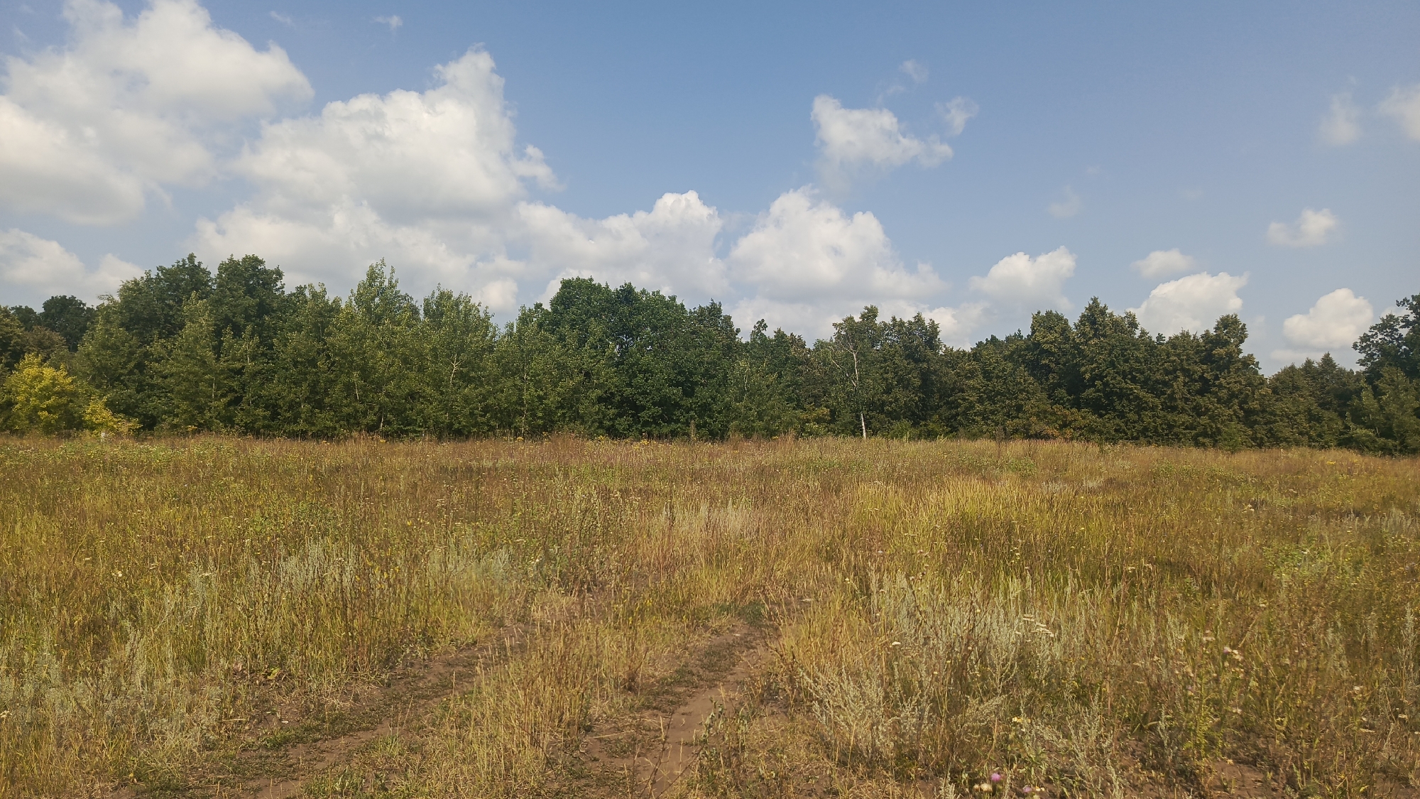 The image depicts a wide, sun-drenched meadow stretching towards a dense line of green trees. The meadow is covered in tall, dry grass and wildflowers, with a dirt path winding through it. The sky above is a clear blue, dotted with fluffy white clouds. The overall impression is one of a natural, rural landscape.
This scene could be located in the Ivanovksy district of Russia, a region characterized by its sprawling countryside and forests. The natural environment of Ivanovksy is vast, and open fields like the one pictured are common, often bordering extensive woodlands. The meadow appears to be undisturbed, suggesting it's an area of natural beauty, possibly within a park or nature reserve.