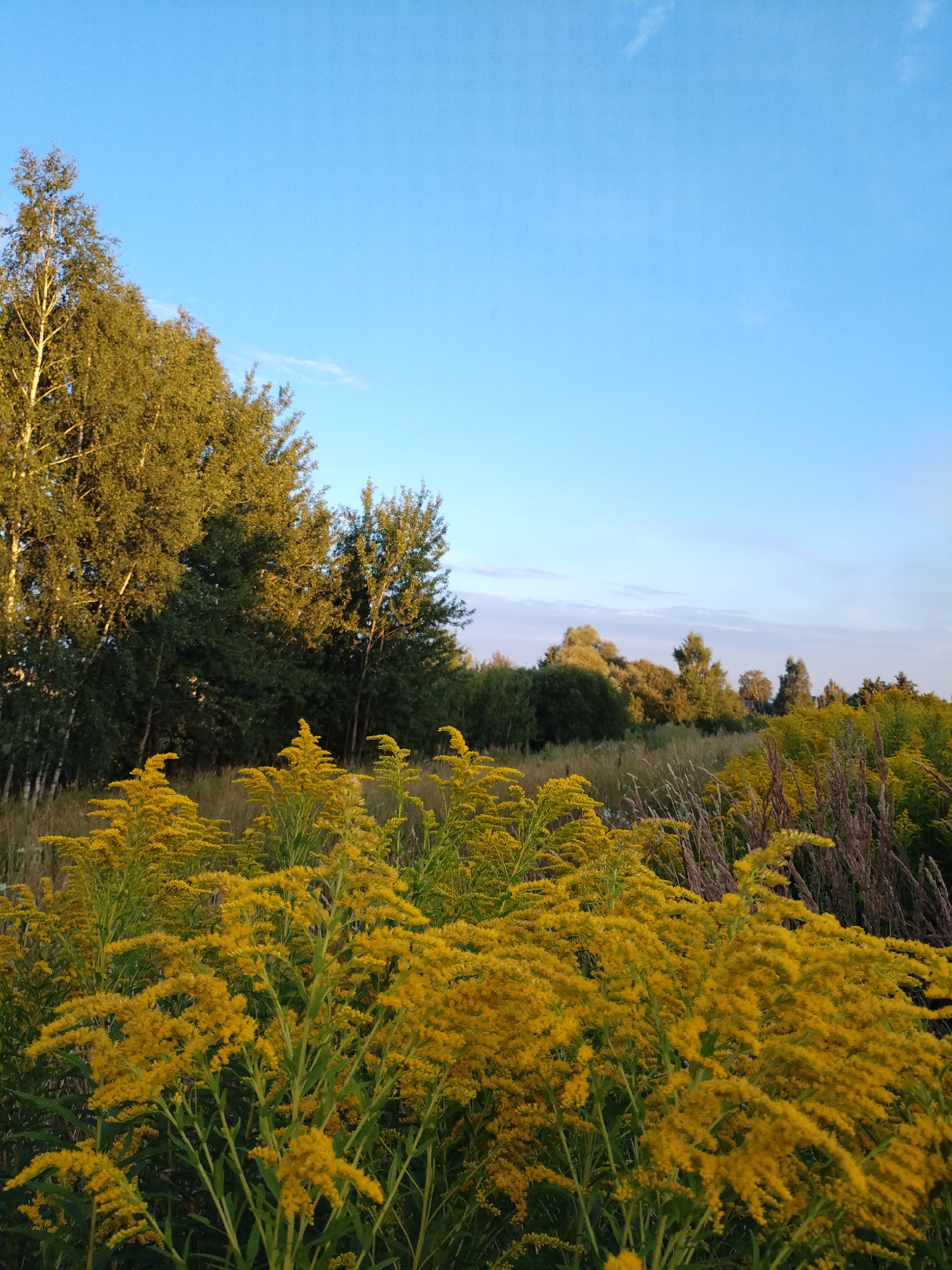 A scenic view of a field of goldenrod flowers with a line of trees in the background under a clear blue sky. The goldenrod blooms are in the foreground, a vibrant yellow against the green stalks and leaves. Behind them, the trees form a darker green backdrop, with some birch trees on the left side exhibiting their characteristic white bark. The sky is a gradient of pale blue at the top to a lighter hue near the horizon, with a few wispy clouds visible. The scene appears to be a natural landscape, likely in a rural or park setting, with no people or man-made structures immediately apparent. The lighting suggests it is either early morning or late afternoon, with the sun casting a warm glow on the vegetation.