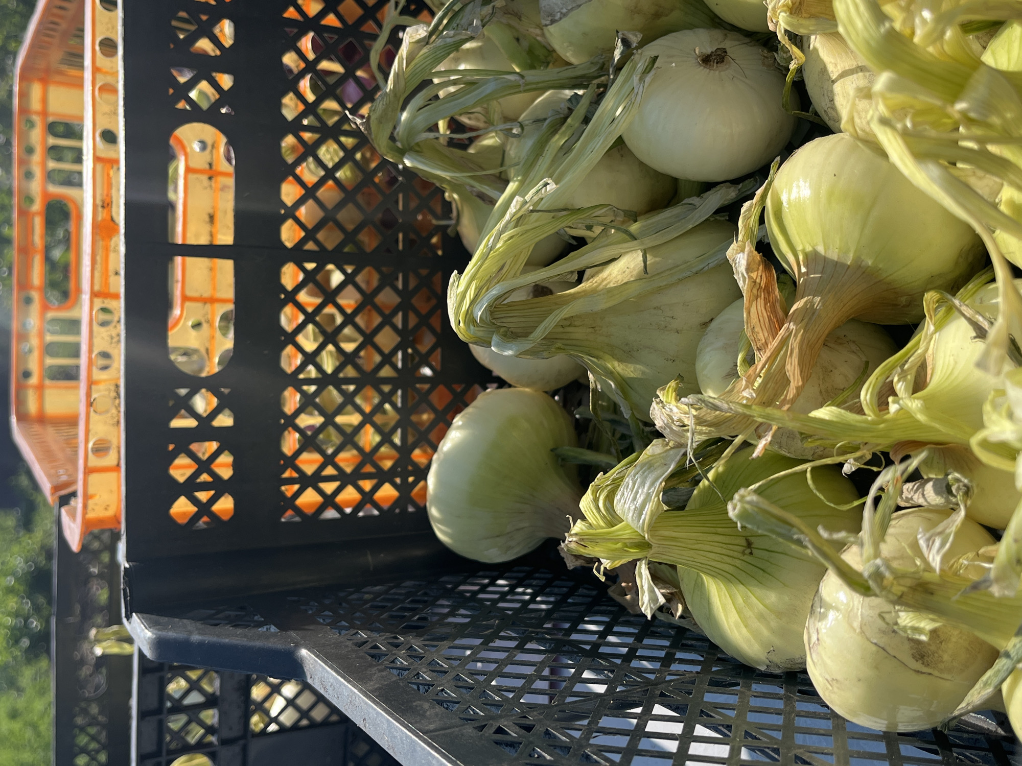The image depicts a close-up, outdoor scene of several large, white onions with green stems piled inside a black plastic crate. The onions appear freshly harvested and are the primary focus of the photograph. In the background, another orange plastic crate is visible, also filled with what appear to be onions. The scene is lit by natural sunlight, casting shadows and highlighting the textures of the vegetables. The overall impression is one of agriculture and harvest, likely in a rural or semi-rural setting. The location is specified as Сорокино (дачный Поселок) (манский), Russia, suggesting a dacha settlement or a garden plot outside of a main city.