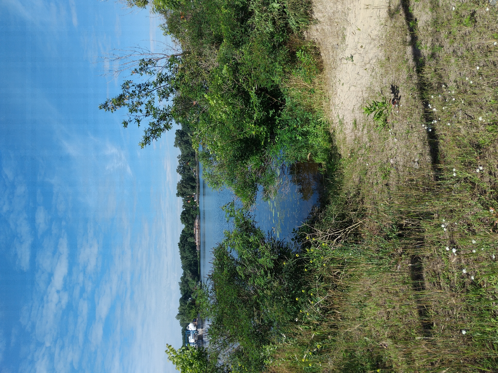 This is a photograph taken on a bright, sunny day, likely in late spring or summer, at a waterfront location within the city of Kyiv, Ukraine. The sky is a vibrant blue, dotted with scattered white clouds. In the foreground, a sandy path leads down to the water, bordered by lush green vegetation including tall grasses, small white wildflowers, and dense bushes. A body of water, likely a river or a lake, dominates the middle ground, reflecting the blue of the sky and the surrounding trees. On the opposite bank of the water, a line of trees forms a green barrier, with some buildings and structures visible in the distance, suggesting an urban or suburban setting. There are no people or animals visible in the image. The overall scene evokes a peaceful and natural atmosphere within a city environment.