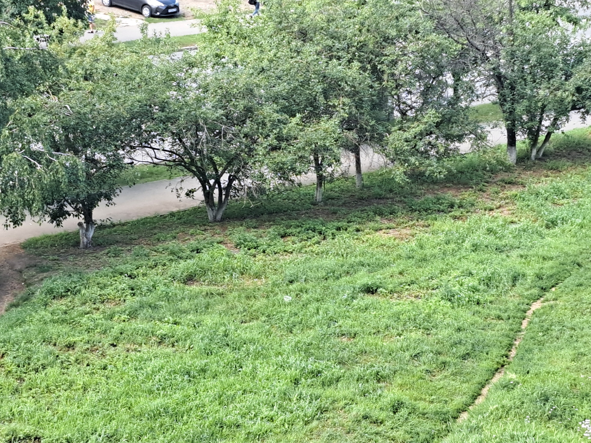 The image depicts a view from an elevated perspective overlooking a grassy area with trees and a paved path. In the background, a dark-colored car is visible on the paved surface, with a person walking nearby. The trees are leafy and green, with some showing white paint on their trunks. The grass is lush and appears to be an unmanicured lawn. The scene is outdoors and appears to be in an urban or suburban environment. Based on the architectural style of the car and the general appearance, this scene could be located in Irkutsk, Russia.