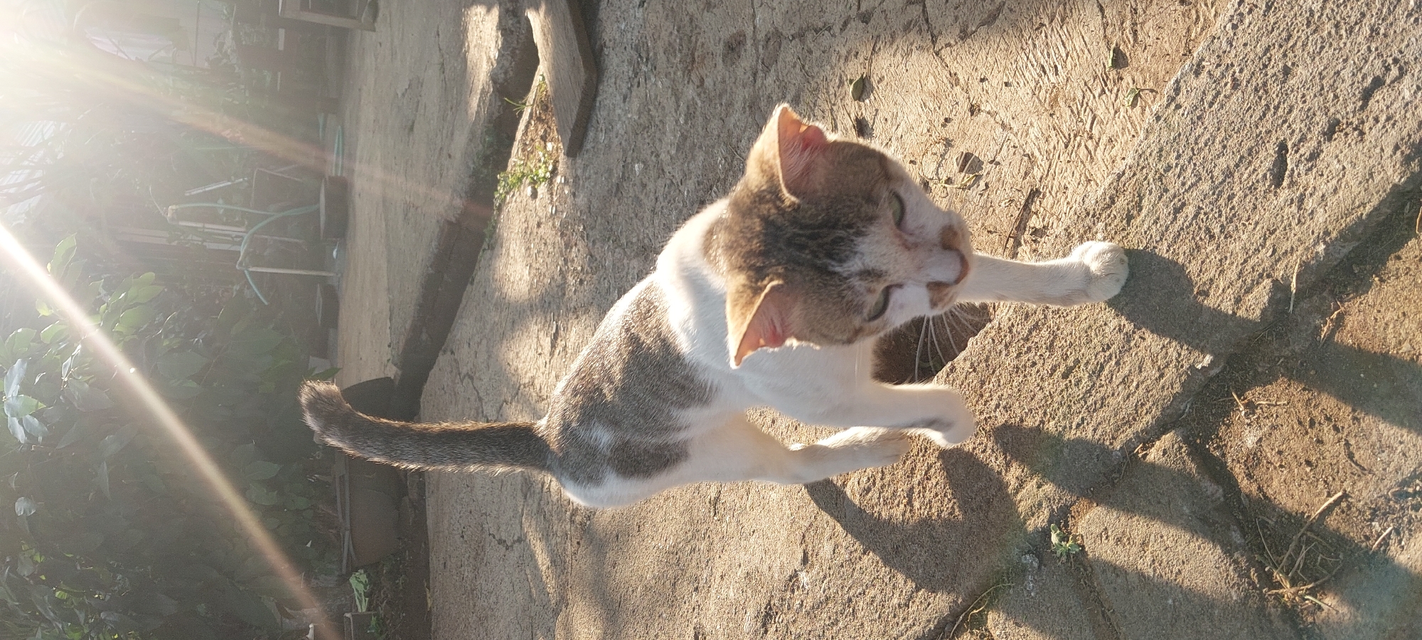 A medium-shot, portrait orientation, outdoor photograph features a bi-colored cat with white and grey markings walking on a cracked concrete surface. The cat, facing forward and slightly to the right, has green eyes and is looking down. The sun, positioned to the upper left of the frame, casts a strong lens flare across the image and creates distinct shadows of the cat on the ground. In the background, greenery and potted plants are visible, along with some miscellaneous objects, suggesting a residential outdoor area. The overall lighting is bright and sunny, indicative of a daytime scene. The image was taken in Keling, Indonesia.