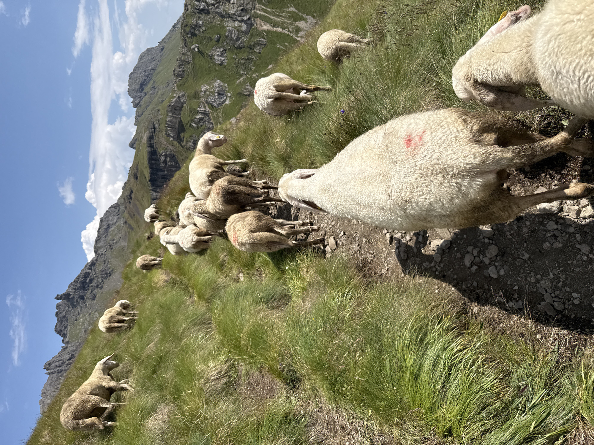 A flock of sheep traverse a narrow, rocky mountain path overgrown with lush green grass under a bright blue sky dotted with white clouds. The sheep, mostly white with some appearing dusty, are moving uphill, following the curve of the terrain. Some sheep are positioned closer to the camera, allowing for detailed observation of their woolly coats and some have red markings on their backs. The background reveals dramatic, rugged mountain peaks and steep, green slopes. The scene captures a moment of natural pastoral life in a mountainous region, likely in the Italian Alps near Canazei.