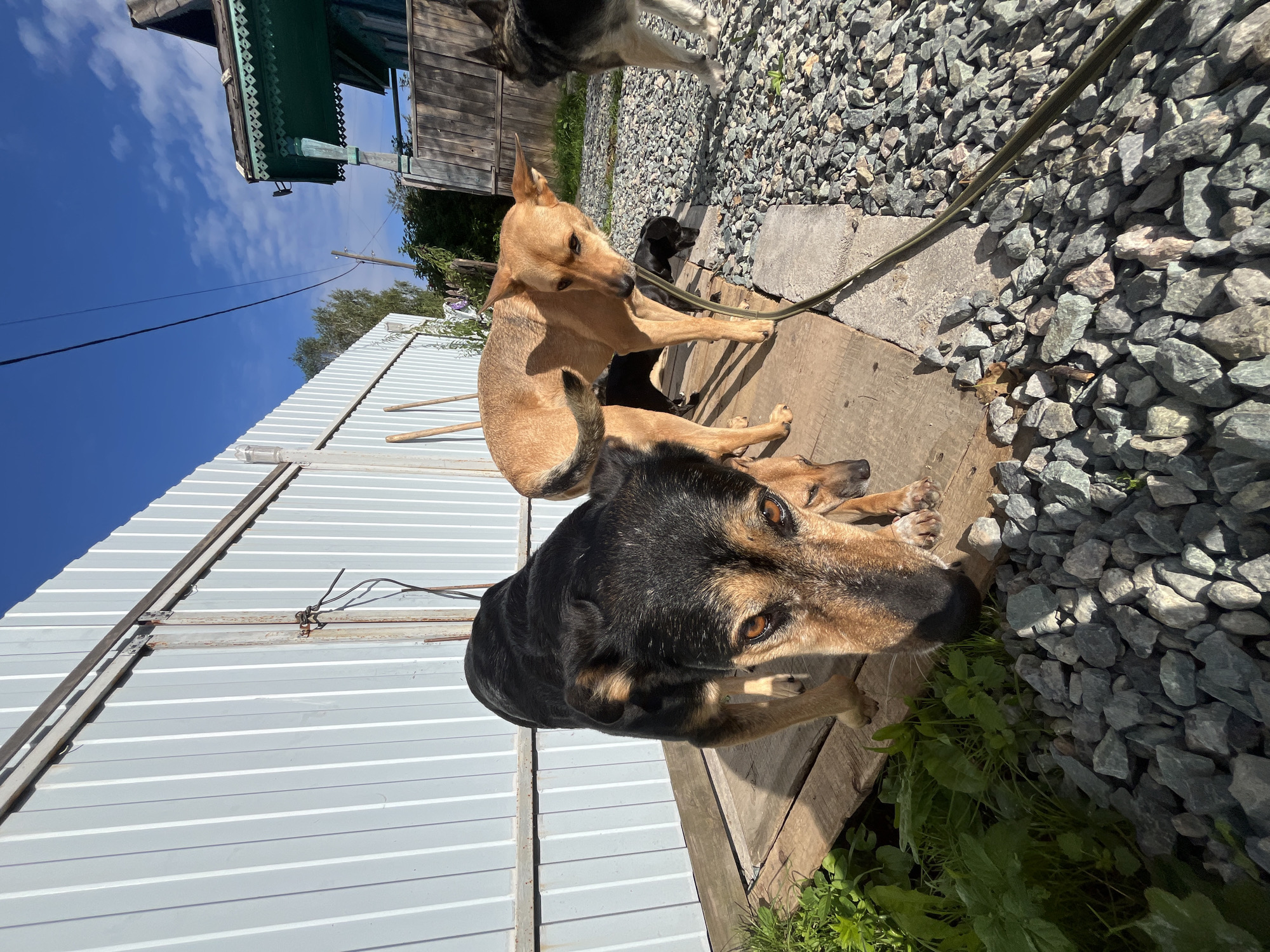 In Nizhny Tagil, Russia, four dogs are outdoors in a yard. A large black and tan dog with expressive eyes is in the foreground, sniffing the ground. To its right, a tan dog is looking down, and a smaller black dog is visible behind it. A fourth dog, predominantly black and tan, stands further back to the right. The dogs are on a wooden platform and a gravel-covered area. A white corrugated metal fence runs along the background. To the right of the fence, part of a wooden house with green decorative trim is visible. The sky is blue with scattered clouds, suggesting a sunny day.