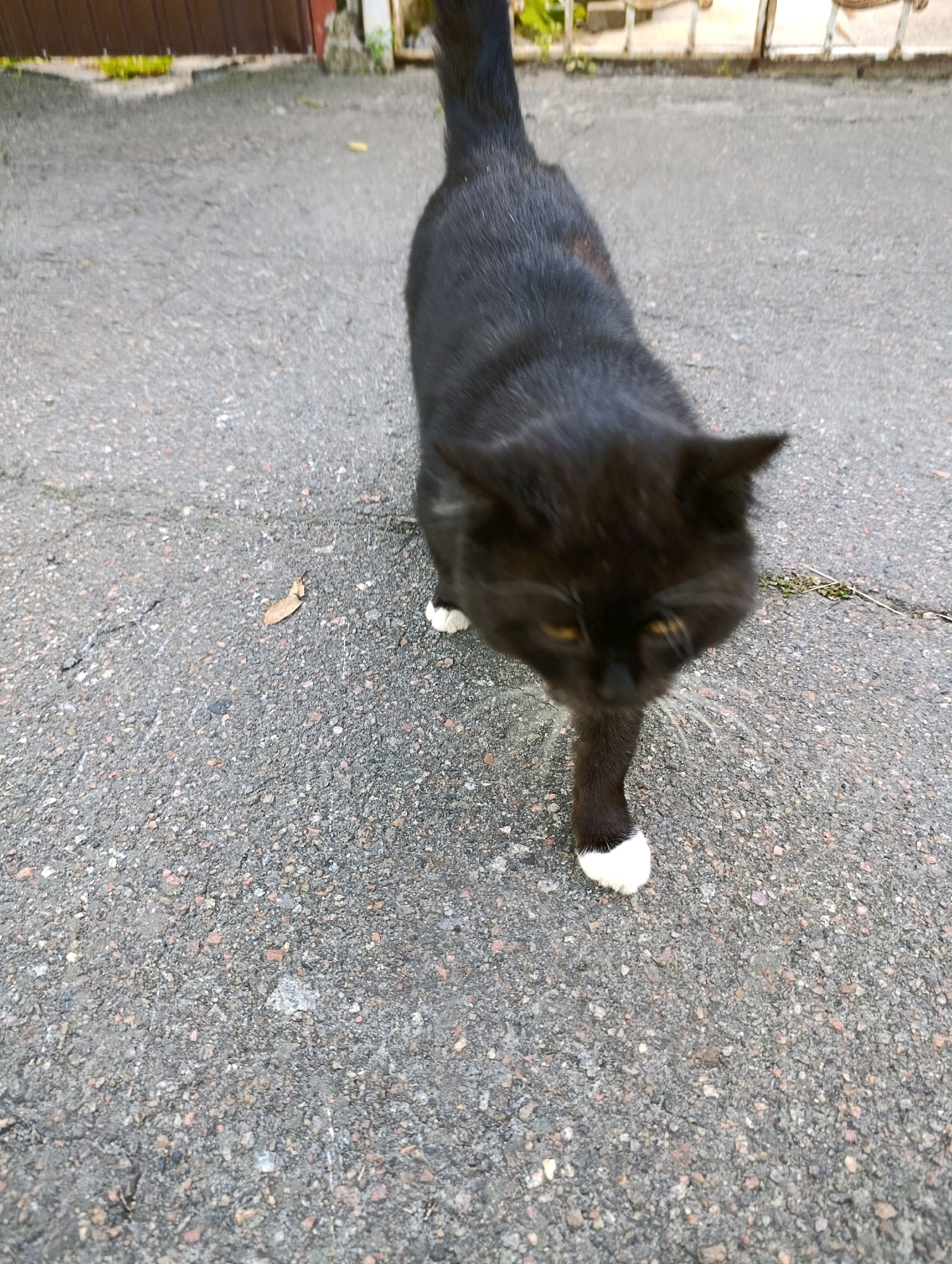 A black cat with a white-tipped paw walks on an asphalt surface. The cat's fur appears slightly disheveled. In the background, there is a brown fence and some greenery. The scene appears to be outdoors, possibly in a courtyard or alleyway within the city of Cherkasy, Ukraine. The lighting suggests it is daytime.