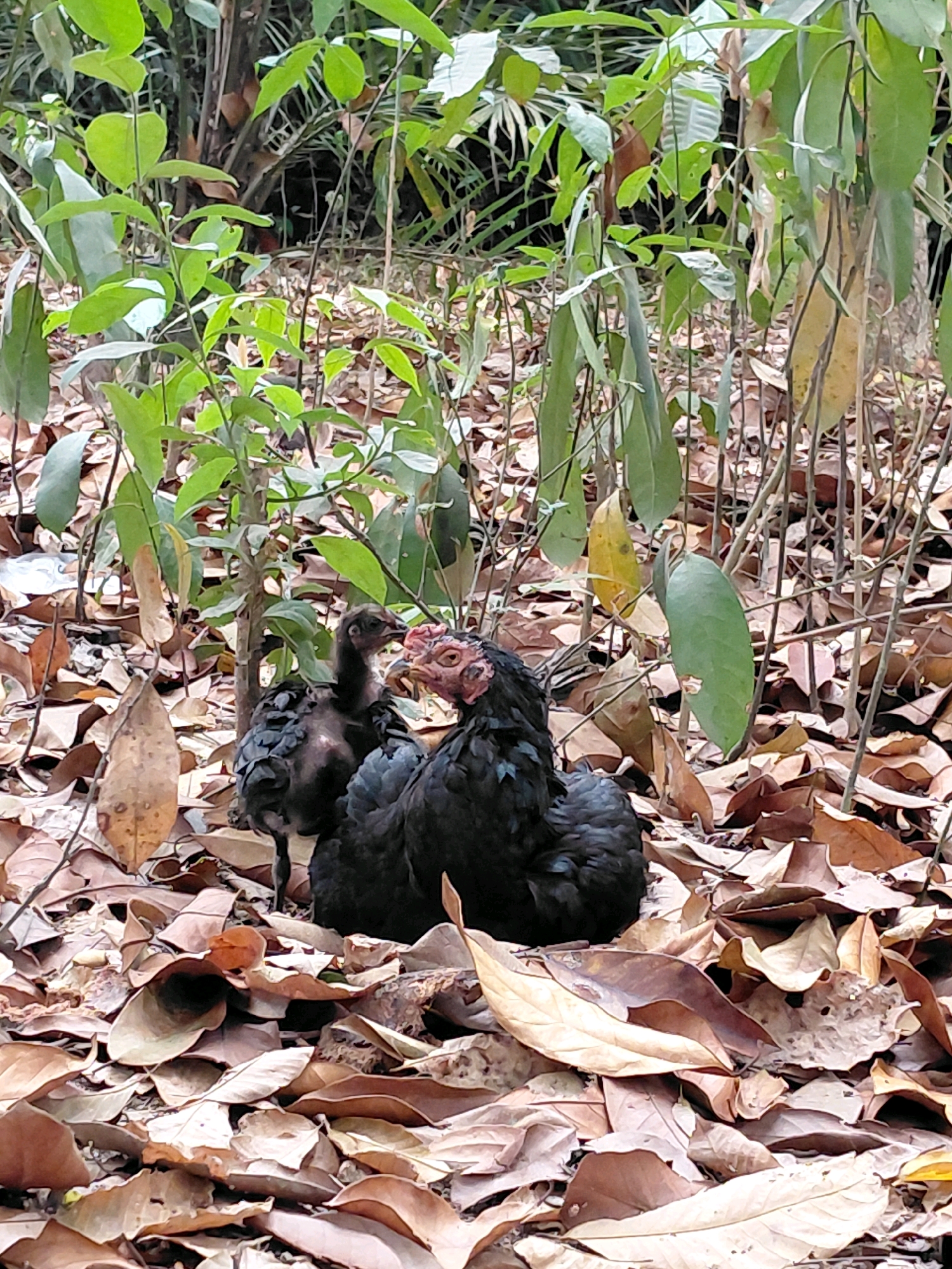 Two black chickens, one adult and one juvenile, are sitting amongst a layer of dry, brown leaves on the ground. The adult chicken, on the right, has a red comb and wattle. The juvenile chicken, on the left, is smaller and appears to be mostly black with some reddish-brown markings on its head. Lush green foliage and thin tree branches are visible in the background. The scene is set in the urban environment of Persiapan Mulya Raya, Indonesia.