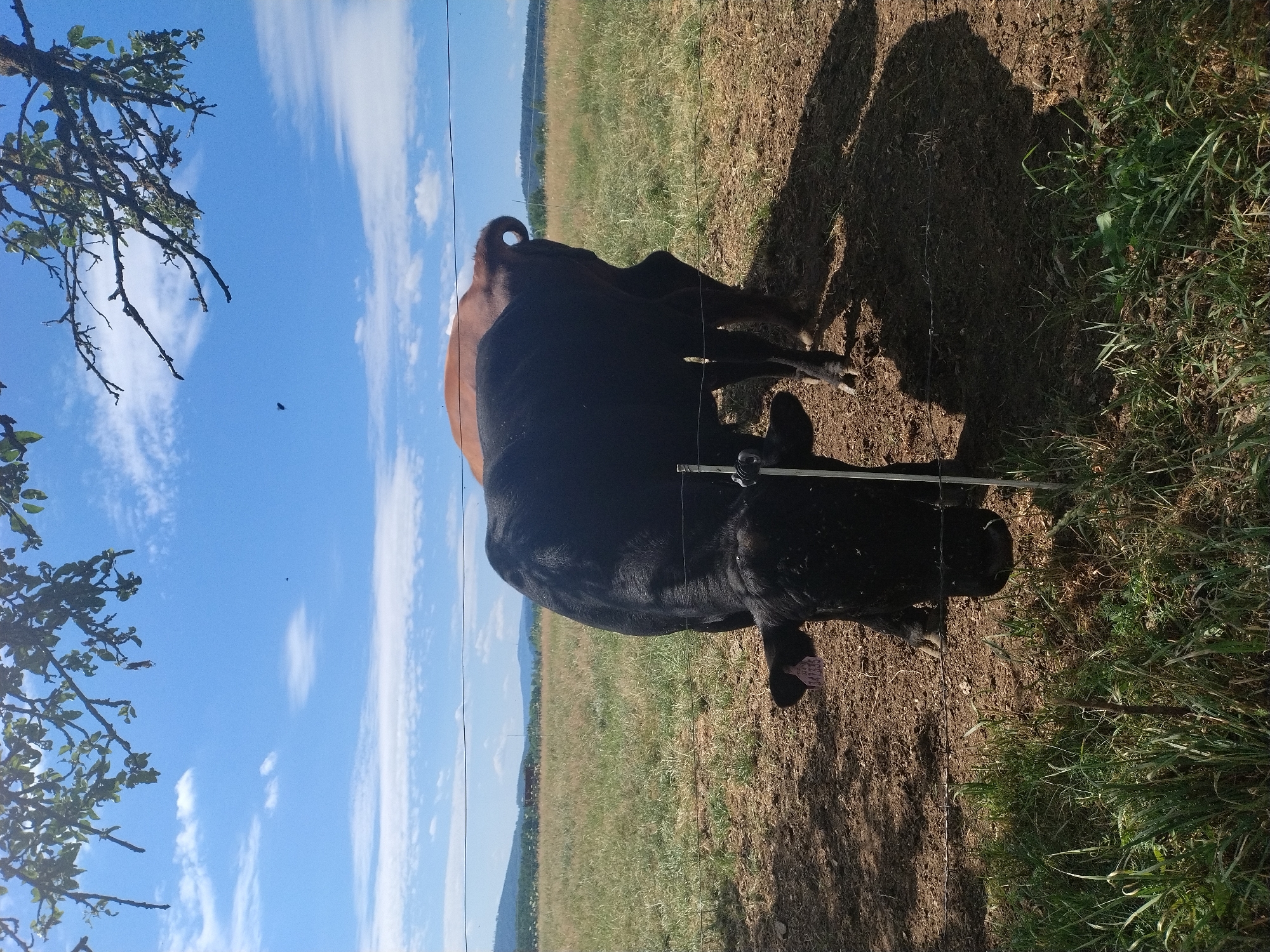 A black cow with a pink ear tag and a brown cow are in a field in Záboří, Czechia. The black cow is in the foreground, facing the camera and lowering its head to graze. The brown cow is behind it, facing away. A wire fence runs across the lower portion of the image, separating the cows from the viewer. The field is dry and sparse, with some patches of green grass. In the background, there are rolling hills and a blue sky with scattered clouds. The photo is taken from a low angle, looking up at the sky and the cows.