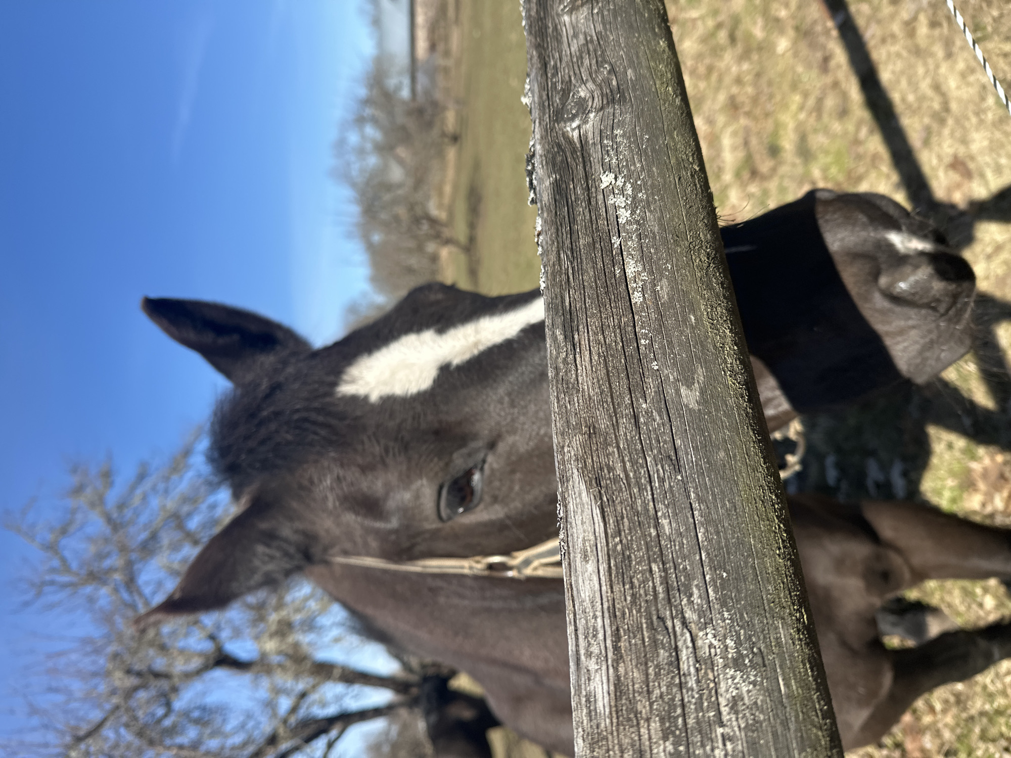 The image depicts a horse standing near a wooden fence in Bīriņi, Latvia. The horse is predominantly dark, with a white blaze on its forehead. A bridle is visible on its head. The wooden fence is weathered and textured, with some lichen growth. In the background, there's a field with sparse trees and a clear blue sky. The image is taken from a close perspective, partially obscured by the fence.