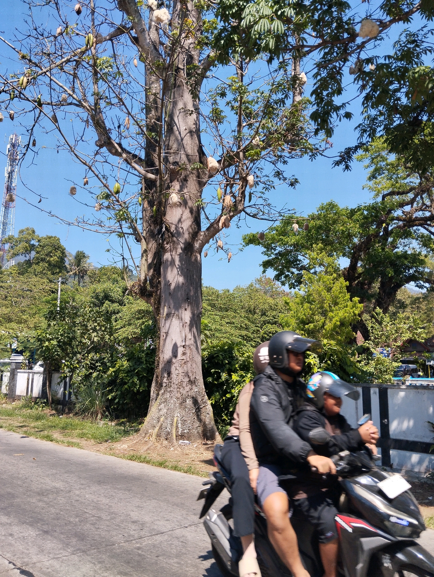 The image depicts a street scene in Rowoboni, Indonesia. A large tree with a thick trunk and branches laden with white, fluffy seed pods and some green pods dominates the center-left of the frame. The tree is surrounded by lush green foliage and other trees. In the foreground, three people are riding a black and red scooter. The rider in front wears a black jacket and a black helmet with a transparent visor. The person in the middle wears a brown long-sleeved shirt and dark pants, and the person behind them wears a black jacket and a blue and black helmet. They are traveling on a paved road, with a grass verge and a low wall lining the side of the road. A telecommunications tower is visible in the background on the left, and the sky is clear and blue.